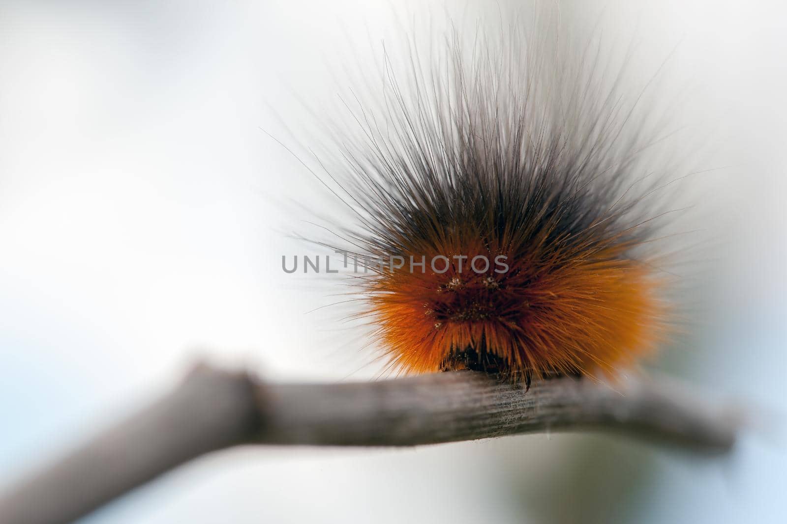 Very hairy black orange caterpillar by Lincikas