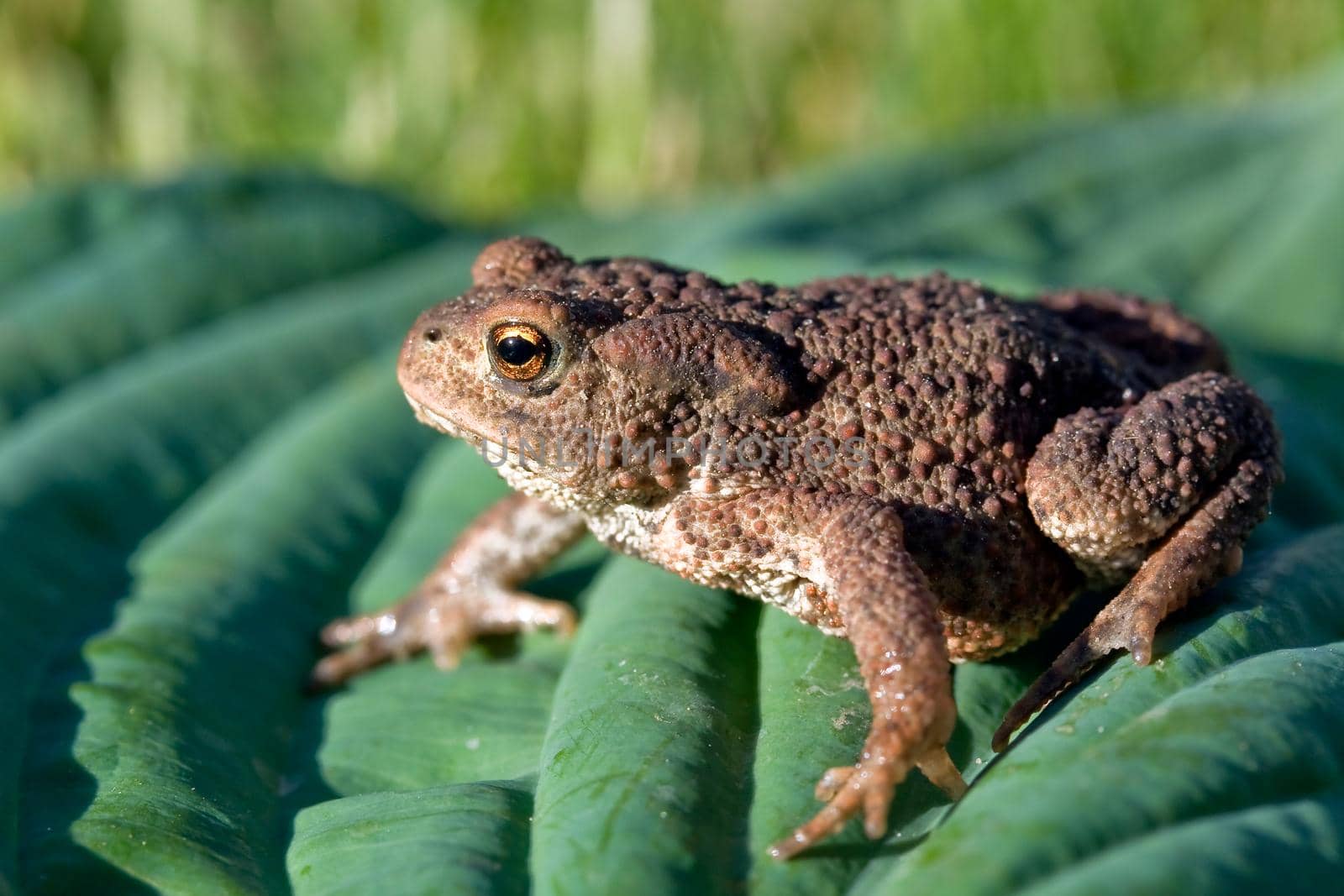 Toad (Bufo bufo) on the leaf by Lincikas