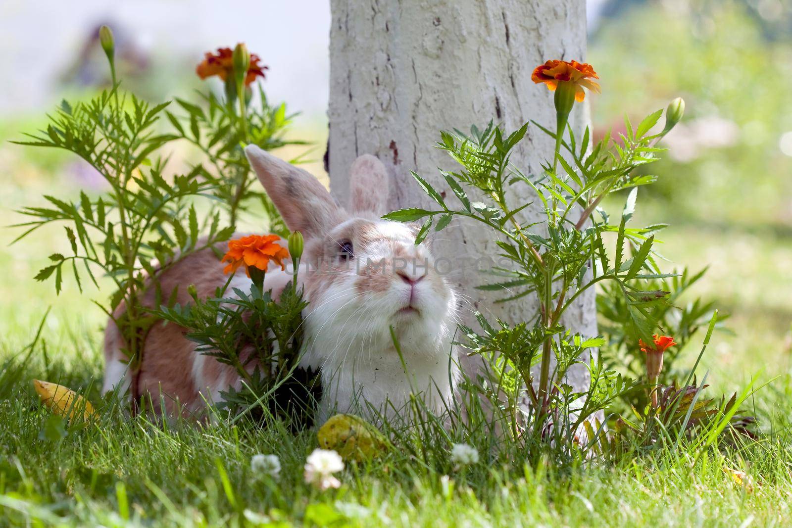 Cute rabbit lying on the grass between orange flowers