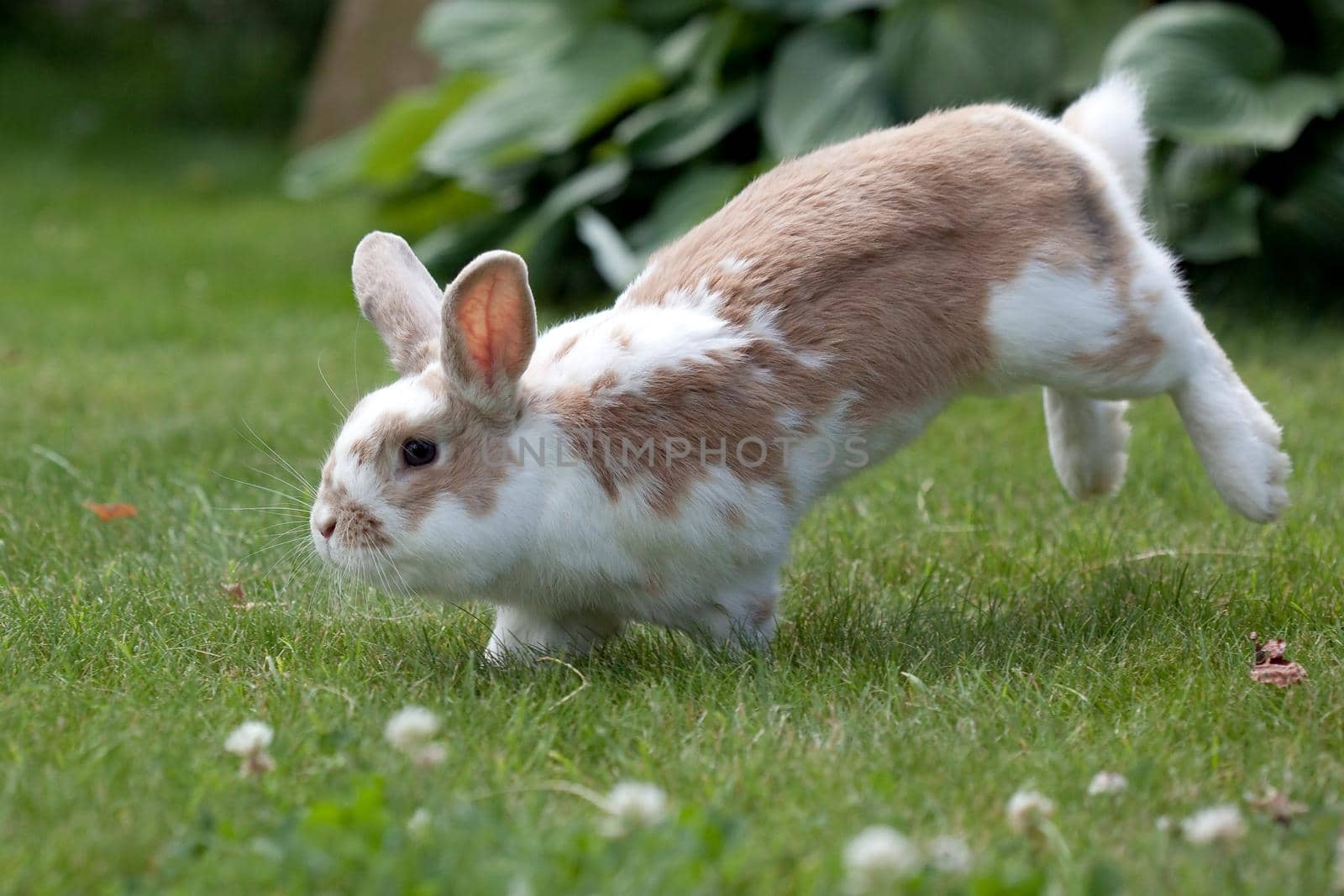 Rabbit brown and white jumping in a green meadow