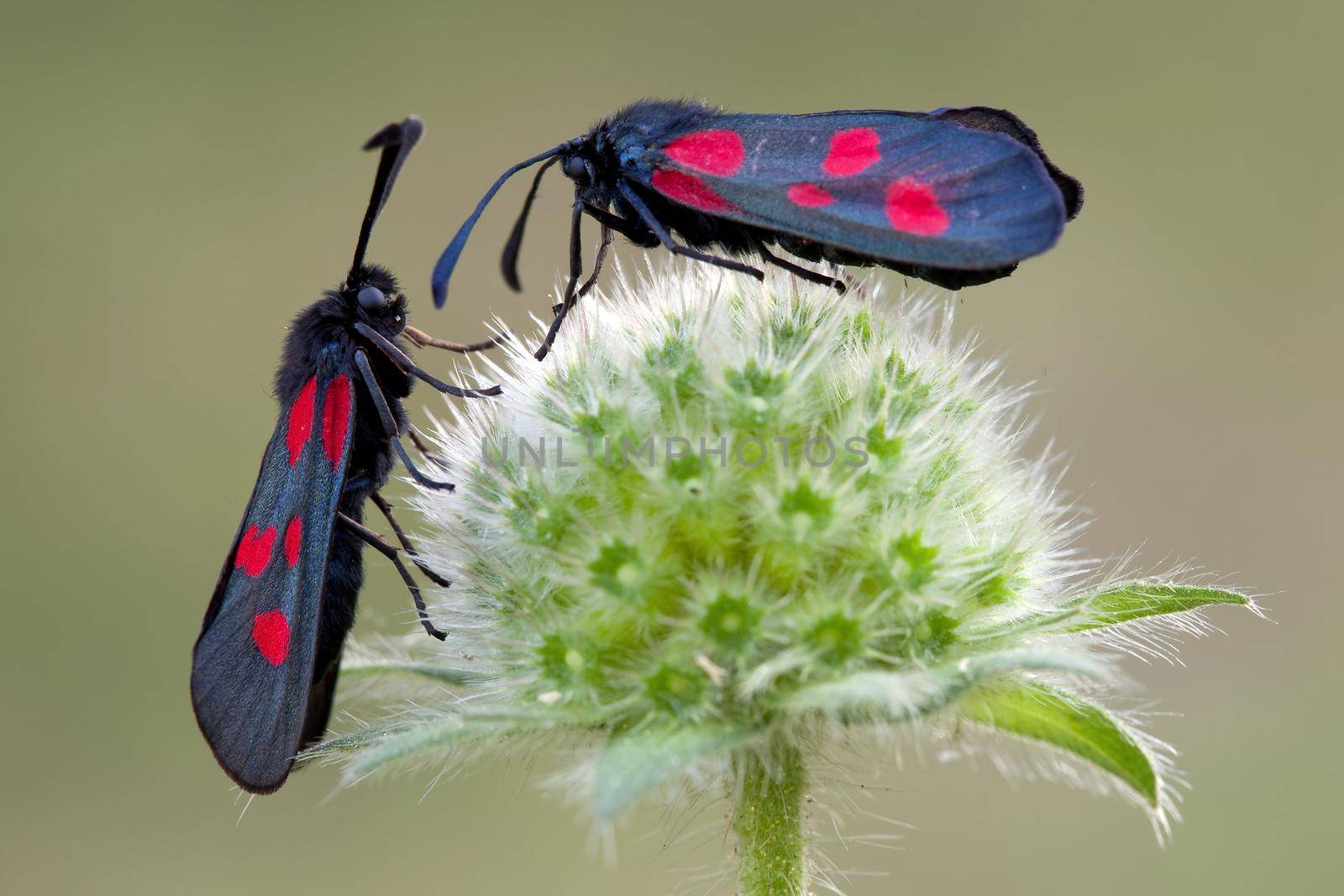 Zygaenidae red spotted butterflies sit on the on the plant