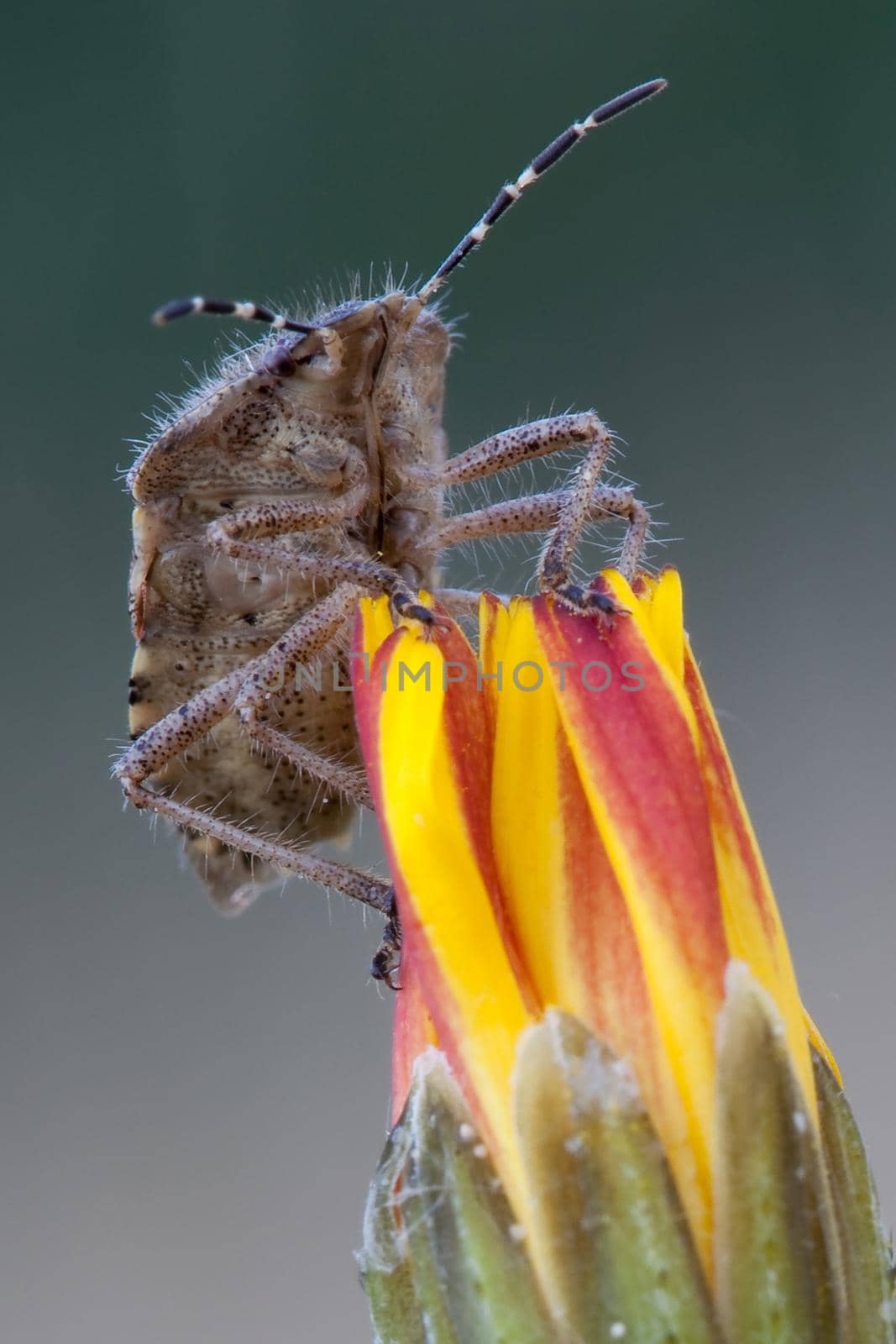 Shield Bug closeup portrait on the flower bud in a turquoise background