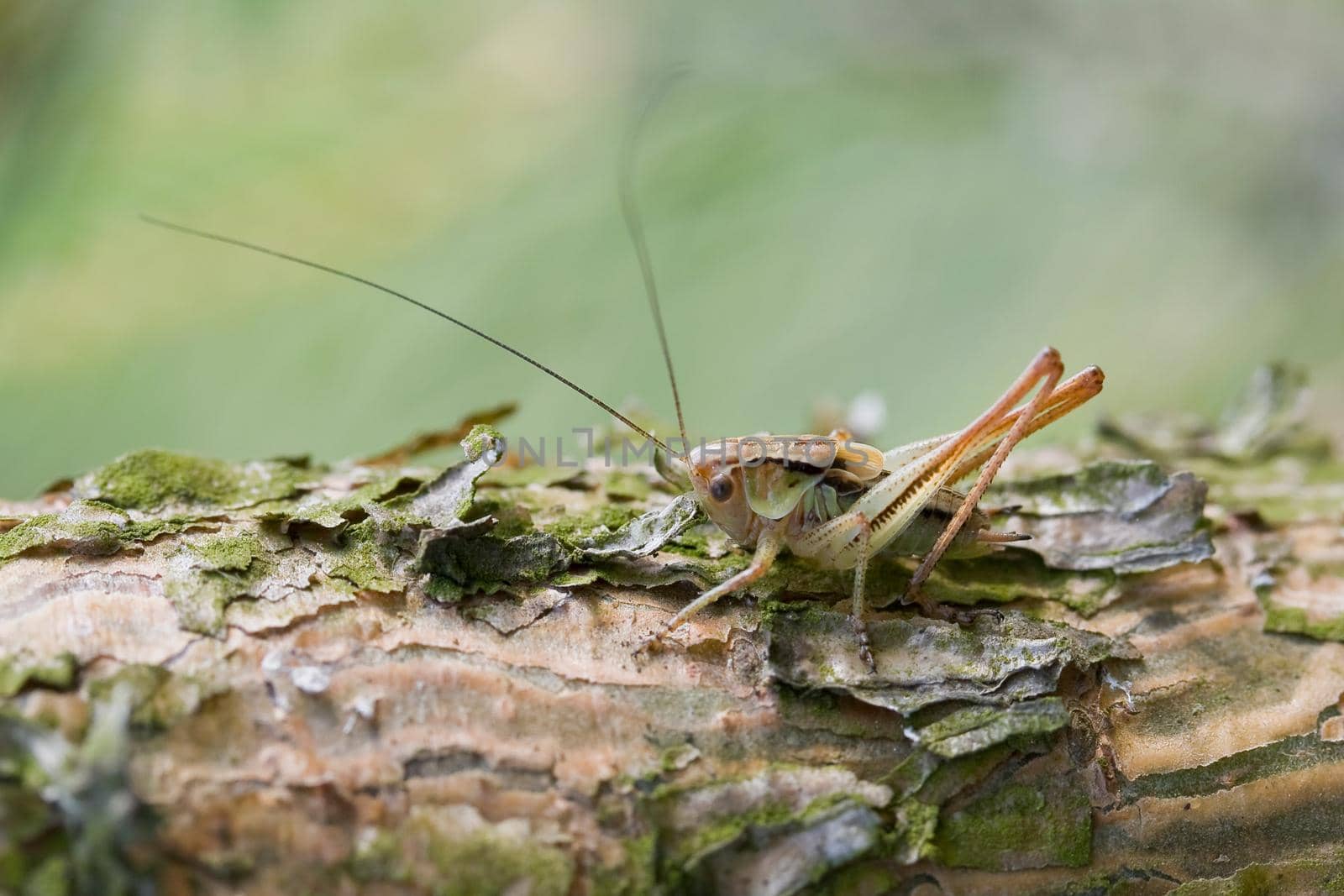 Very small grasshopper camouflage by Lincikas