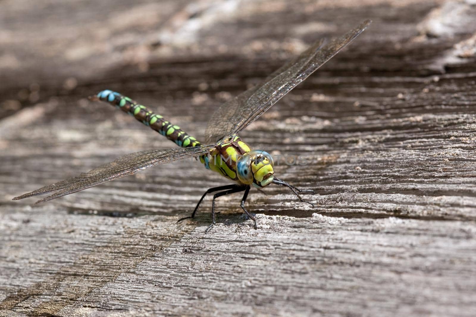 Dragonfly with big blue eyes sits on the wooden plank