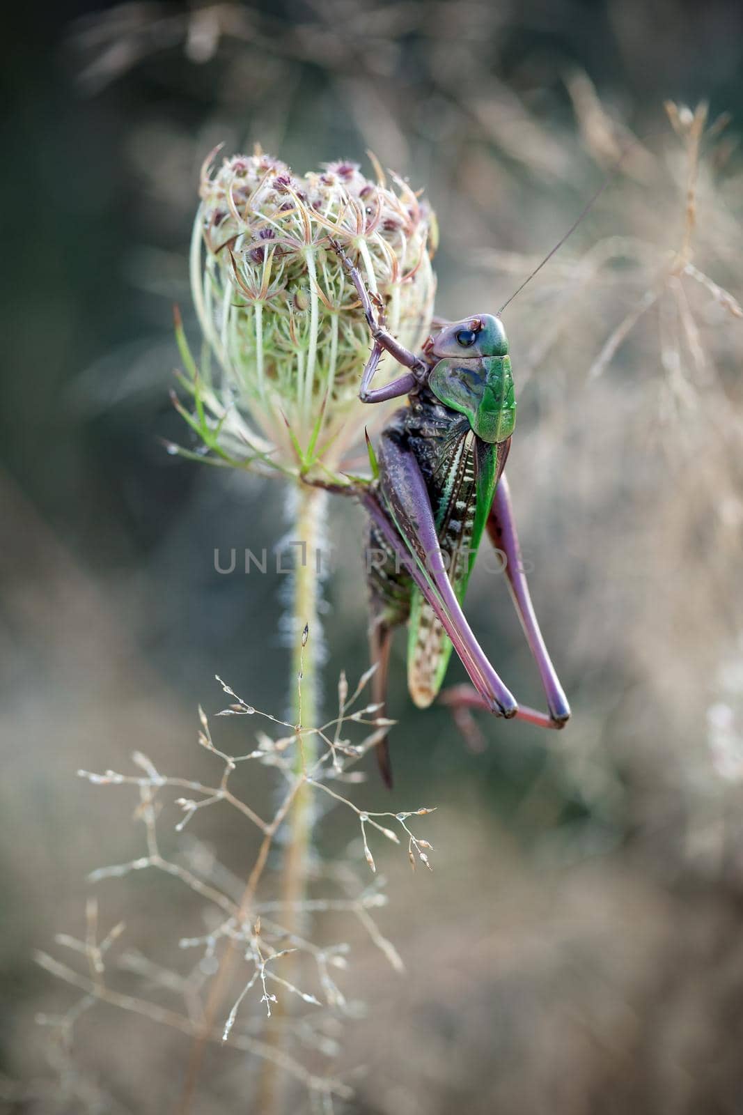 Green grasshopper sitting on the beautiful dry plant in the nice meadow background