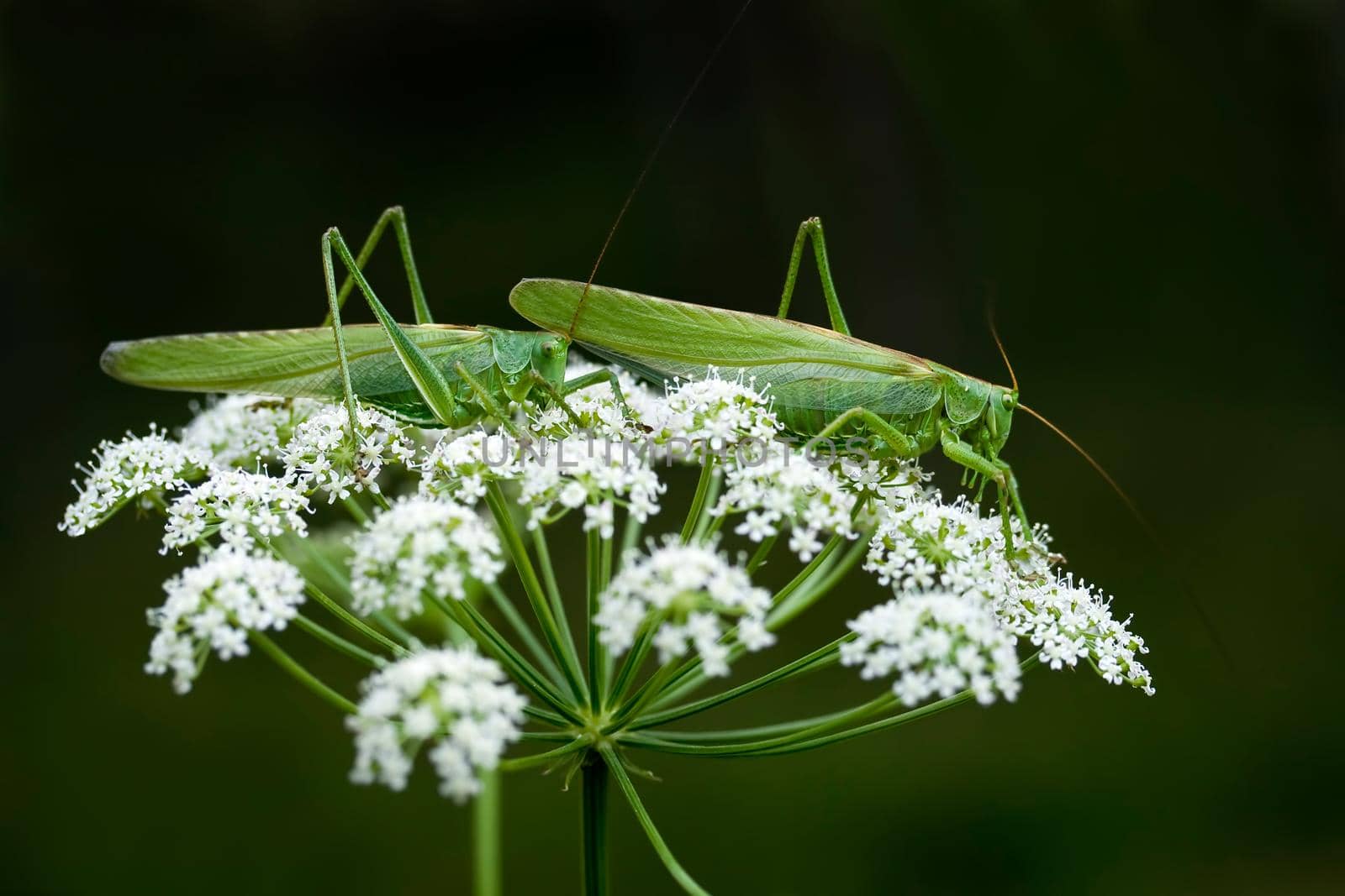 Two grasshoppers by Lincikas