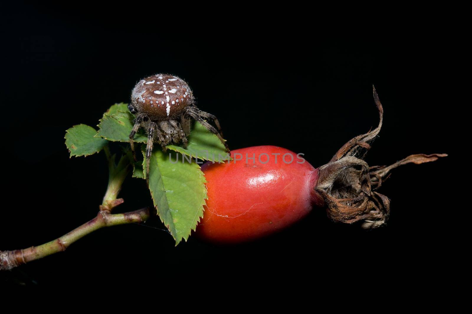 Araneus and the rosehips in a black background
