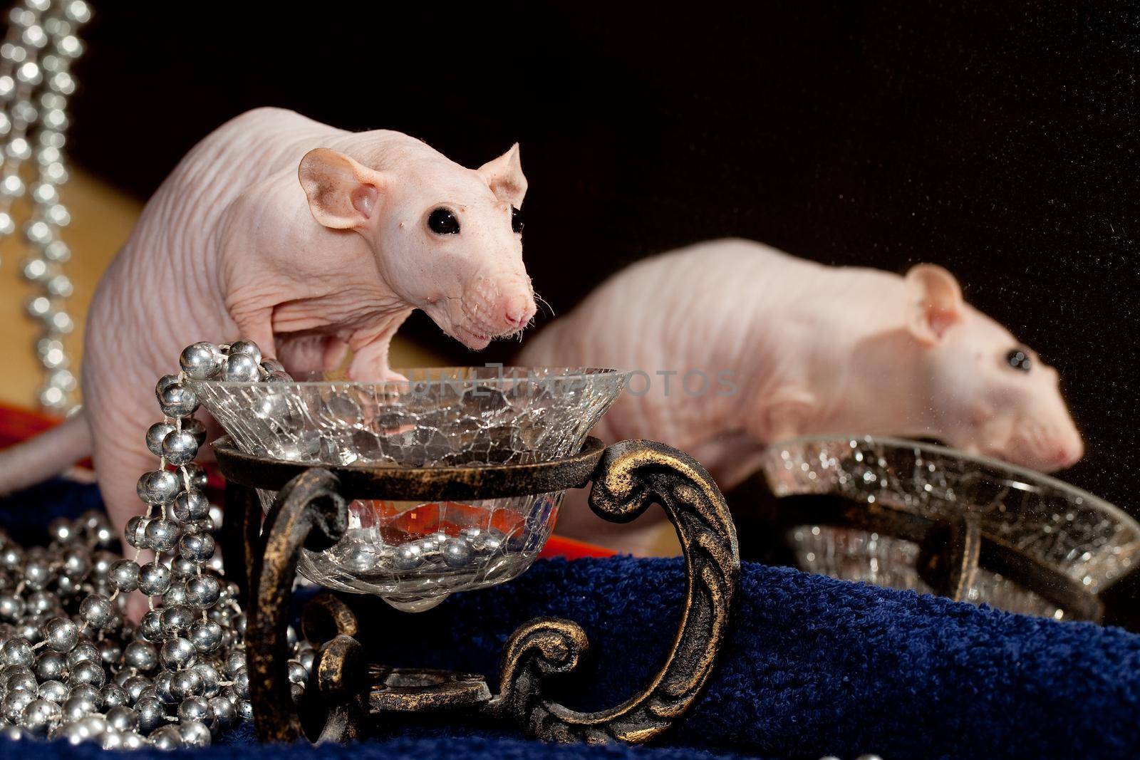 Sphinx rat, enjoyed a beautiful vase and necklace