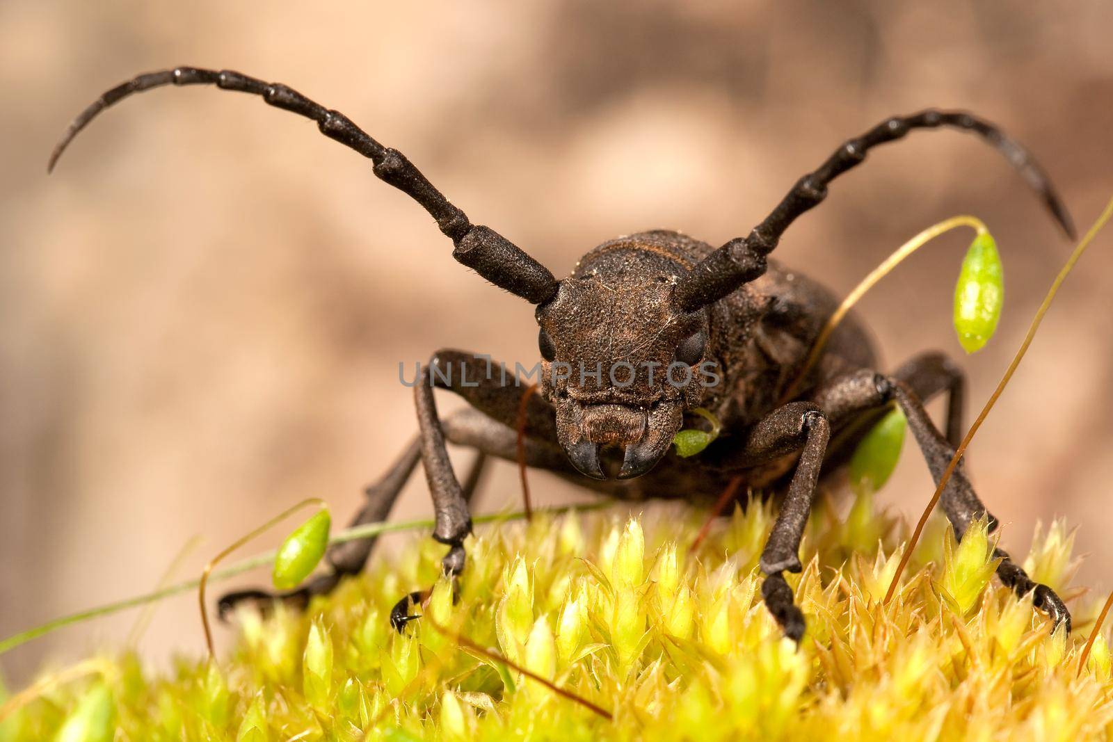 Brown weaver beetle on the yellow moos