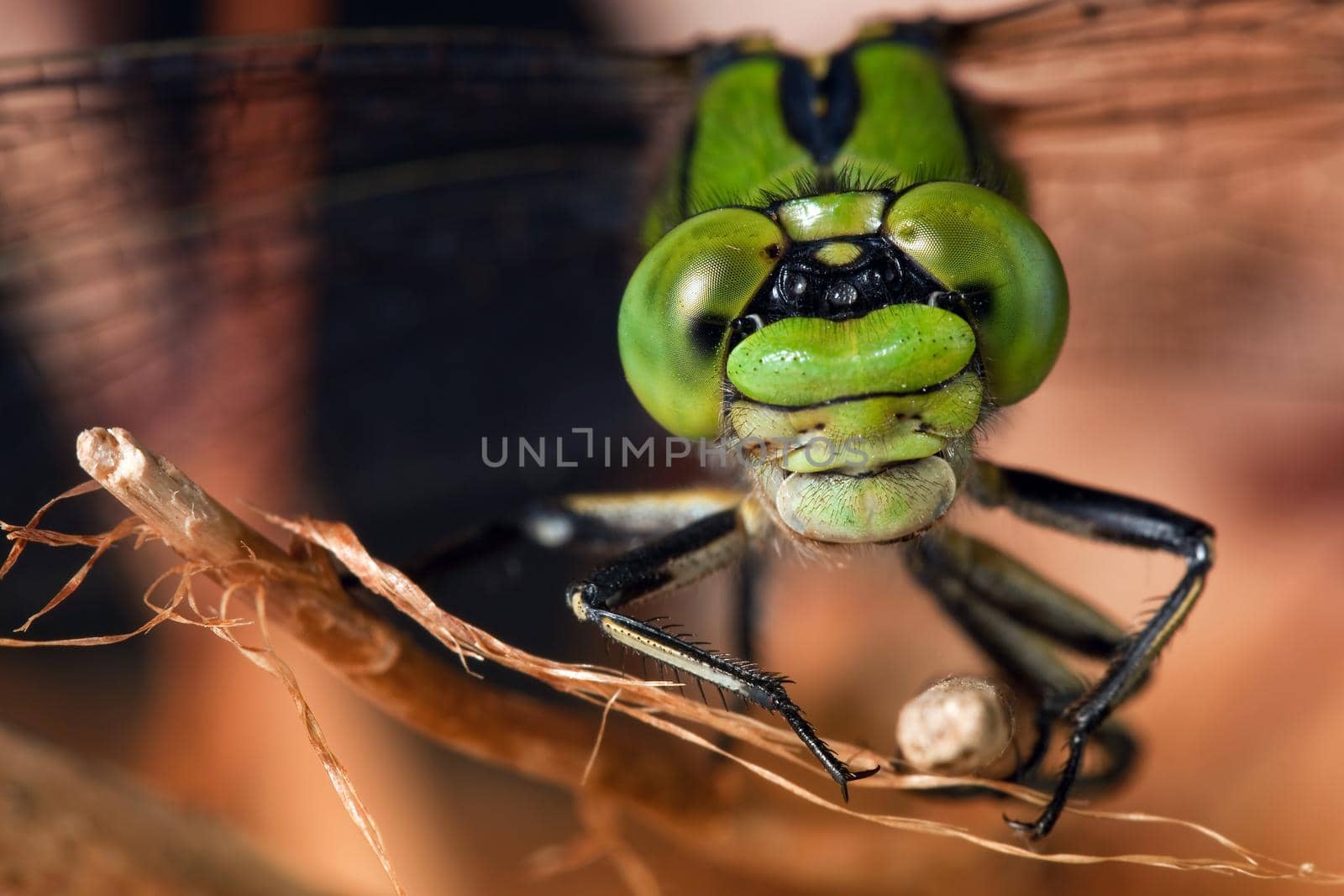 Dragonfly on dry branch 2 by Lincikas