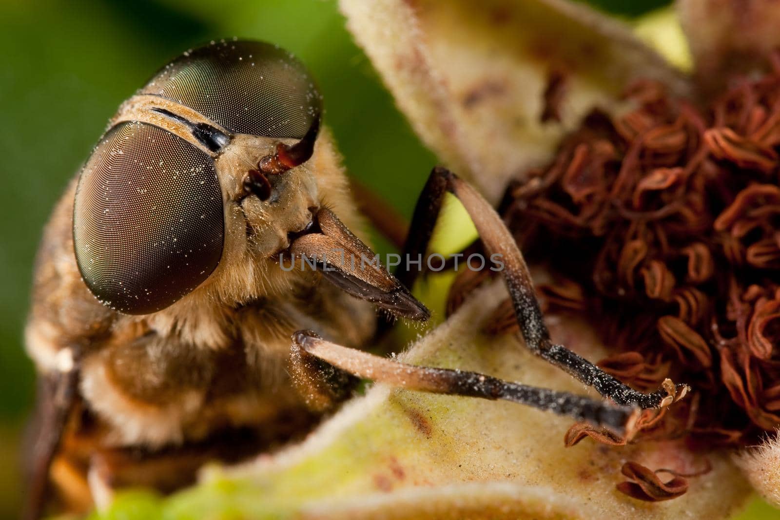 Brown horsefly with very large eyes and pollen
