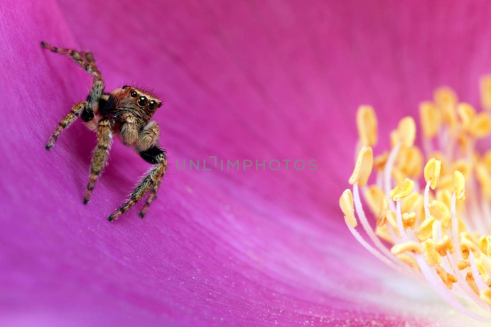 Jumping spider jumping in the pink flower blossom with yellow stamens
