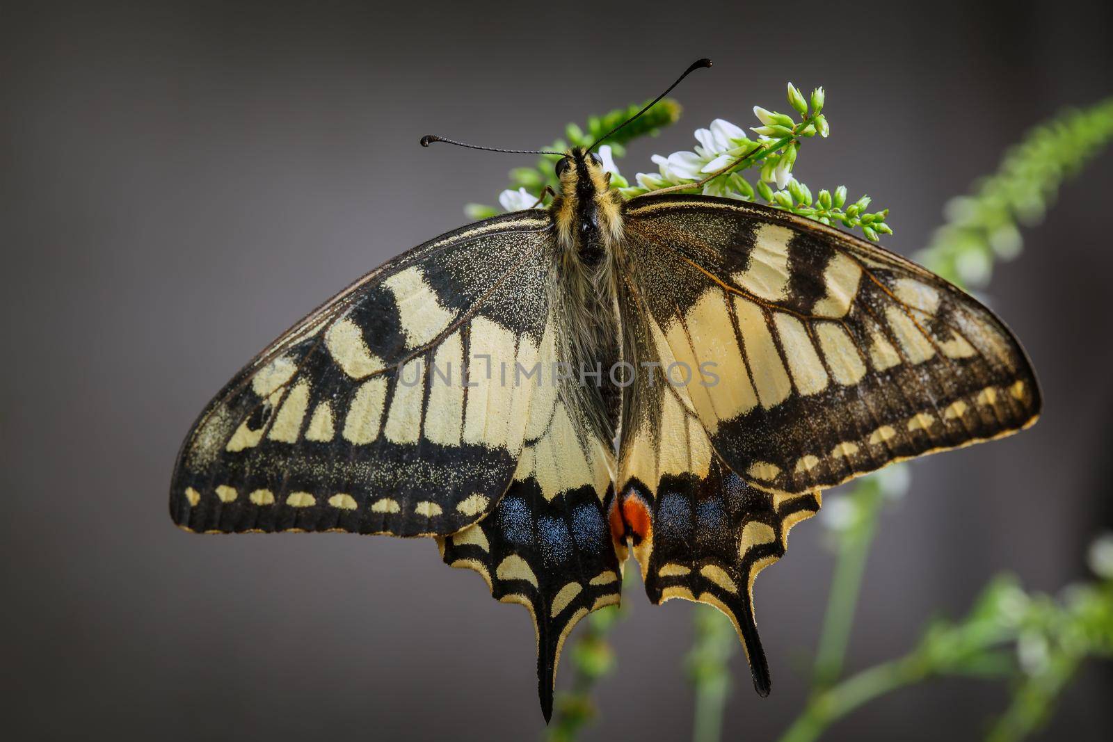 Old World swallowtail butterfly sitting on the plant