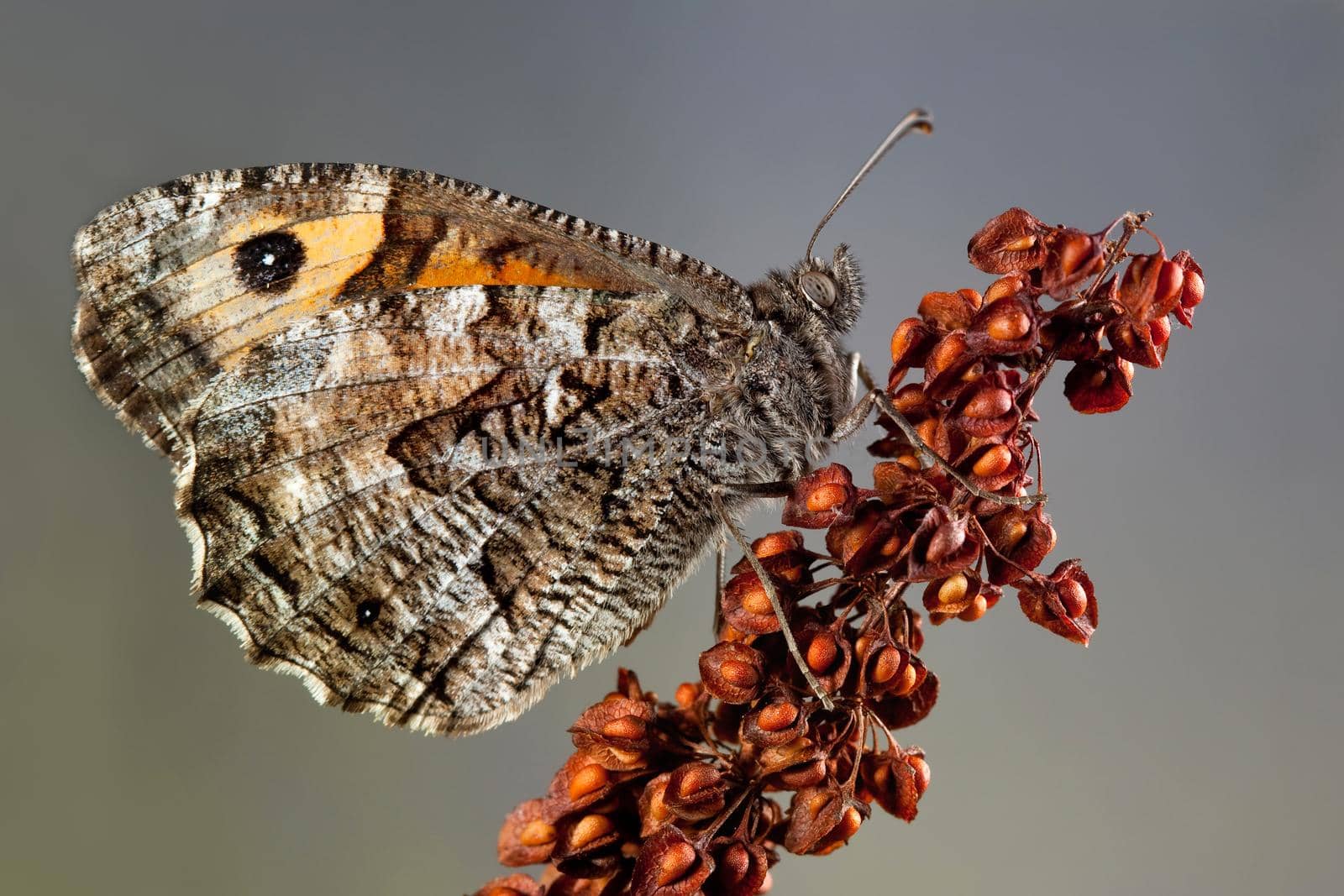 Grayling very nice butterfly sitting on the brown dry up plant in a gray background
