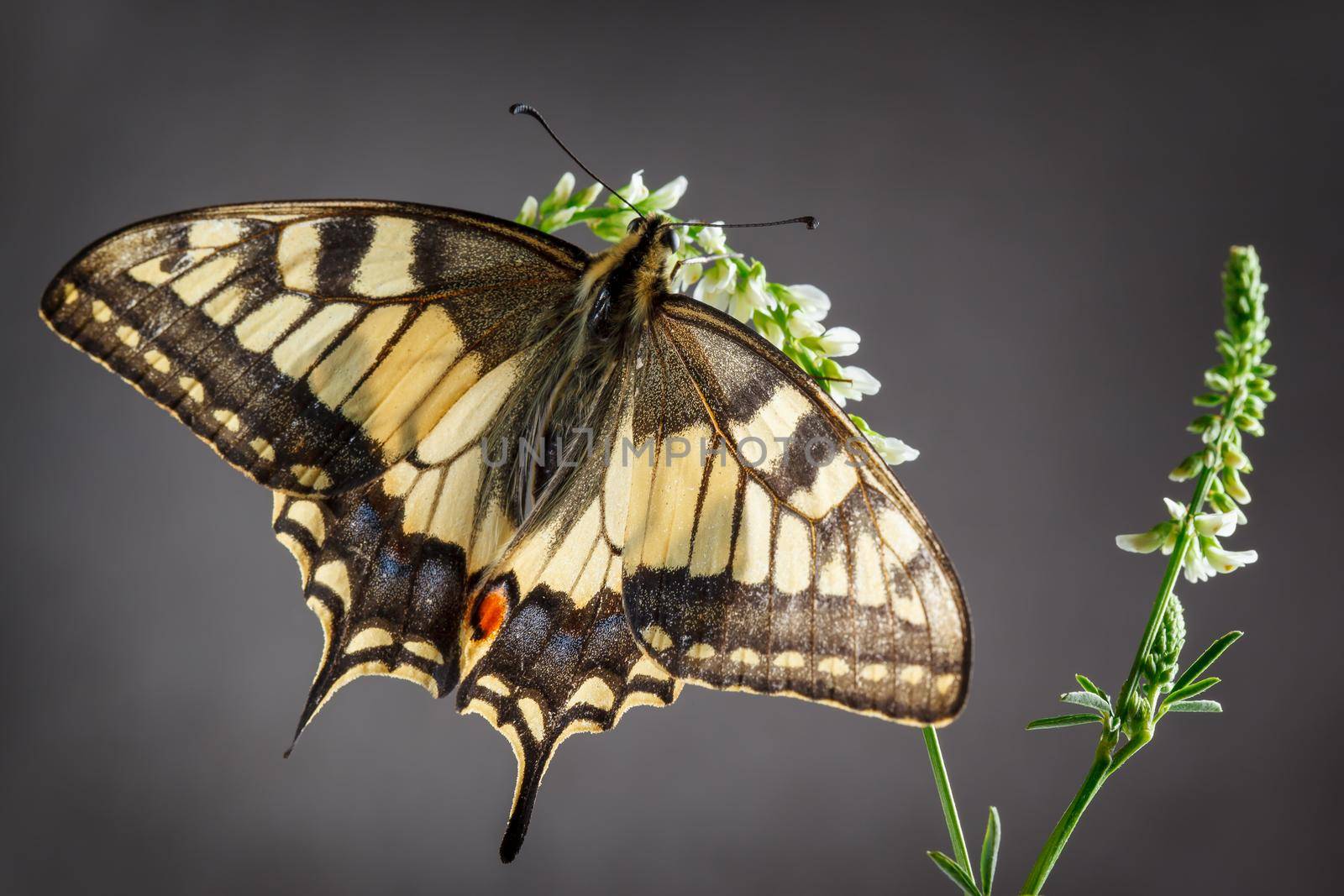 Old World swallowtail butterfly sitting on the plant