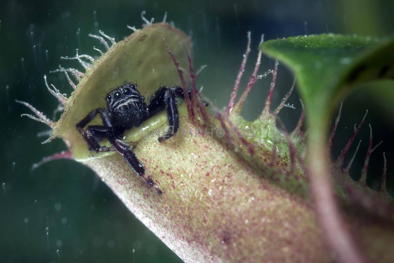 Jumping spider hids from the rain in tropical pitcher plant by Lincikas