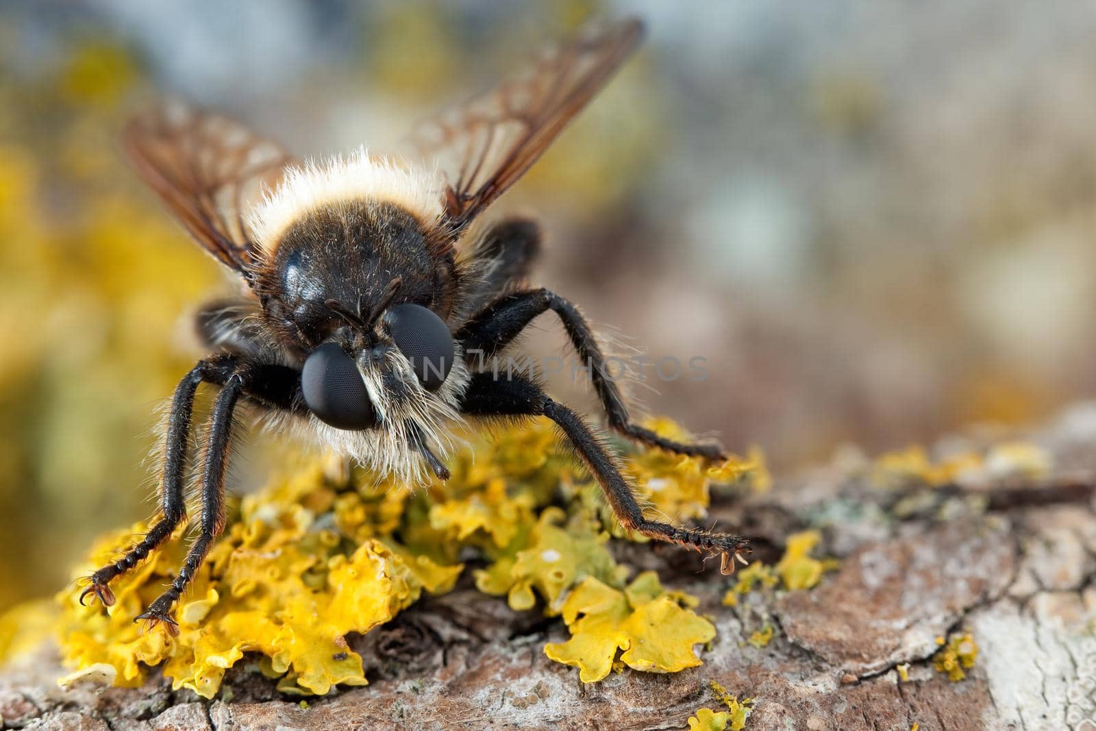 Fly with big eyes and a hairy face on the yellow lichens
