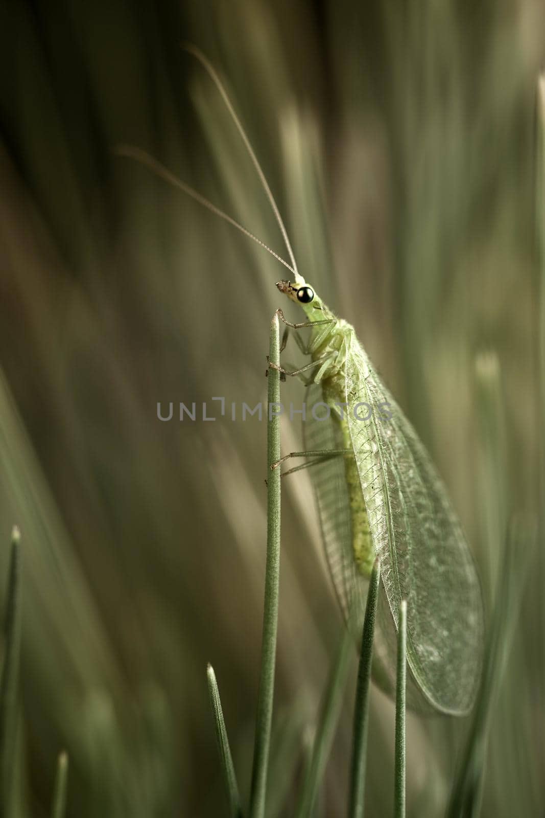 Net-winged insects in dark green (Neuroptera,lacewings) by Lincikas