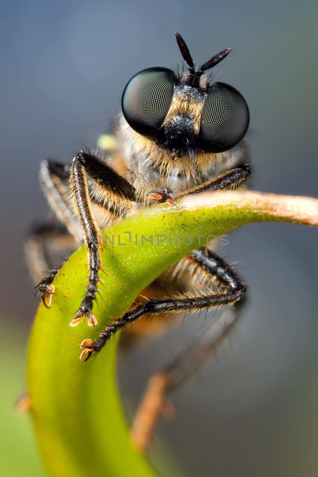 Fly with big beautiful eyes on the green plant leaf in a blue background