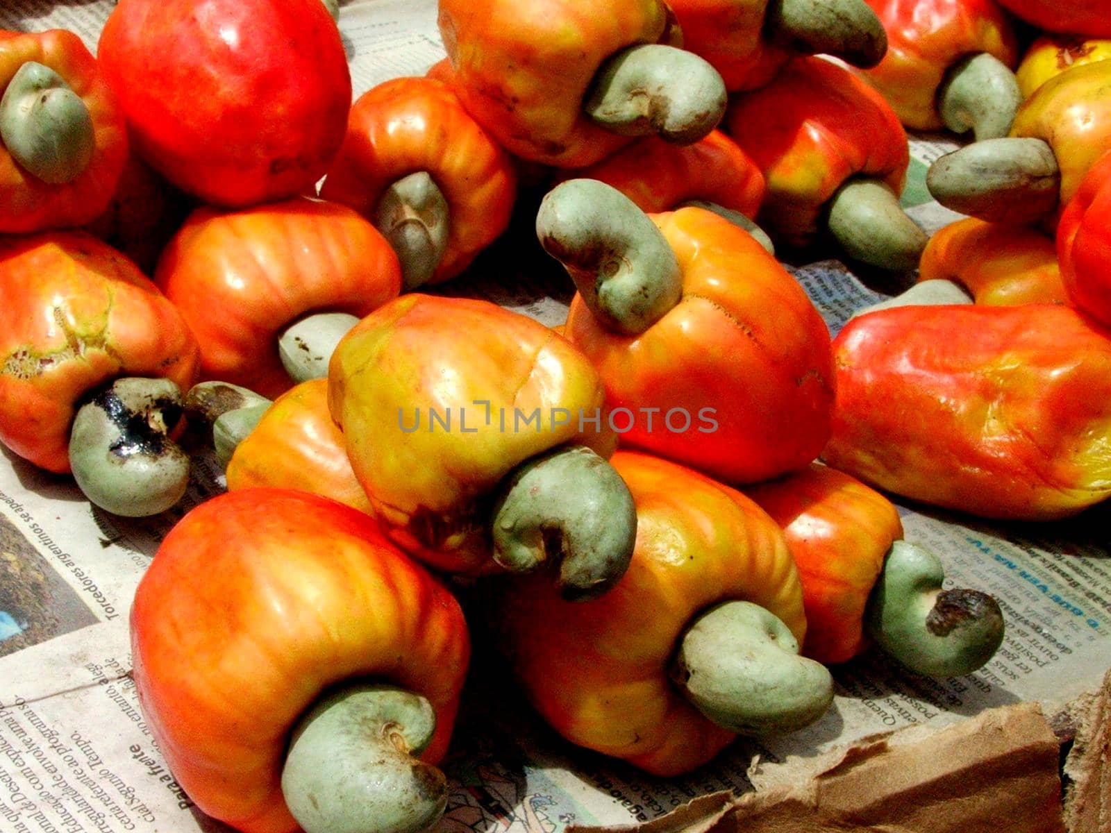salvador, bahia / brazil - november 22, 2013: Cashew nuts are seen in cashew trees in plantation in the city of Salvador.