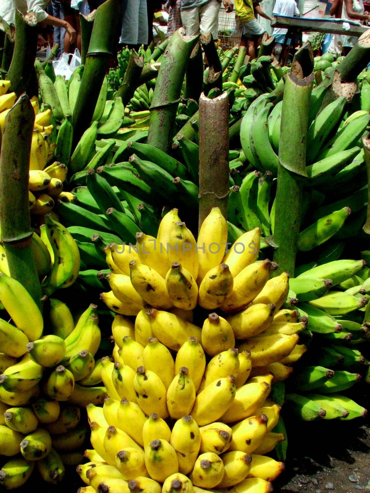 salvador, bahia / brazil - eeptember 11, 2005: Bananas are seen for sale at a free market in the city of Salvador