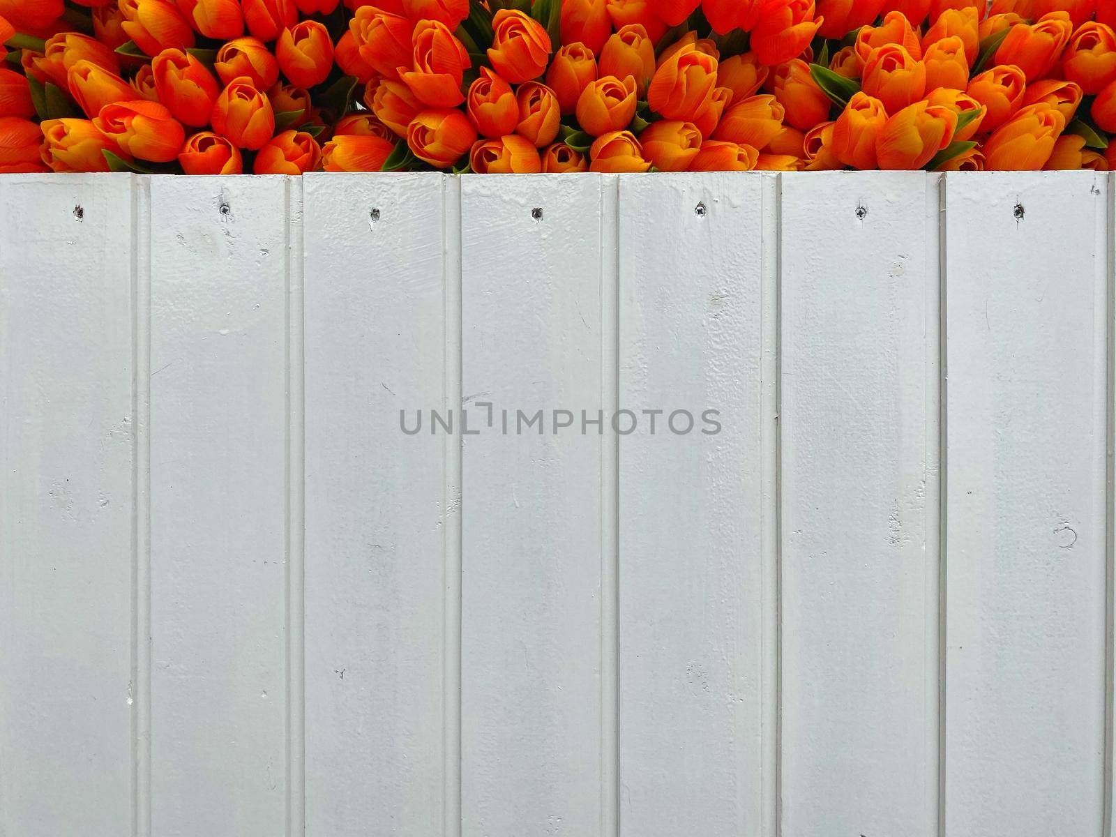 Wooden tulips in the shop in Volendam.  by CaptureLight