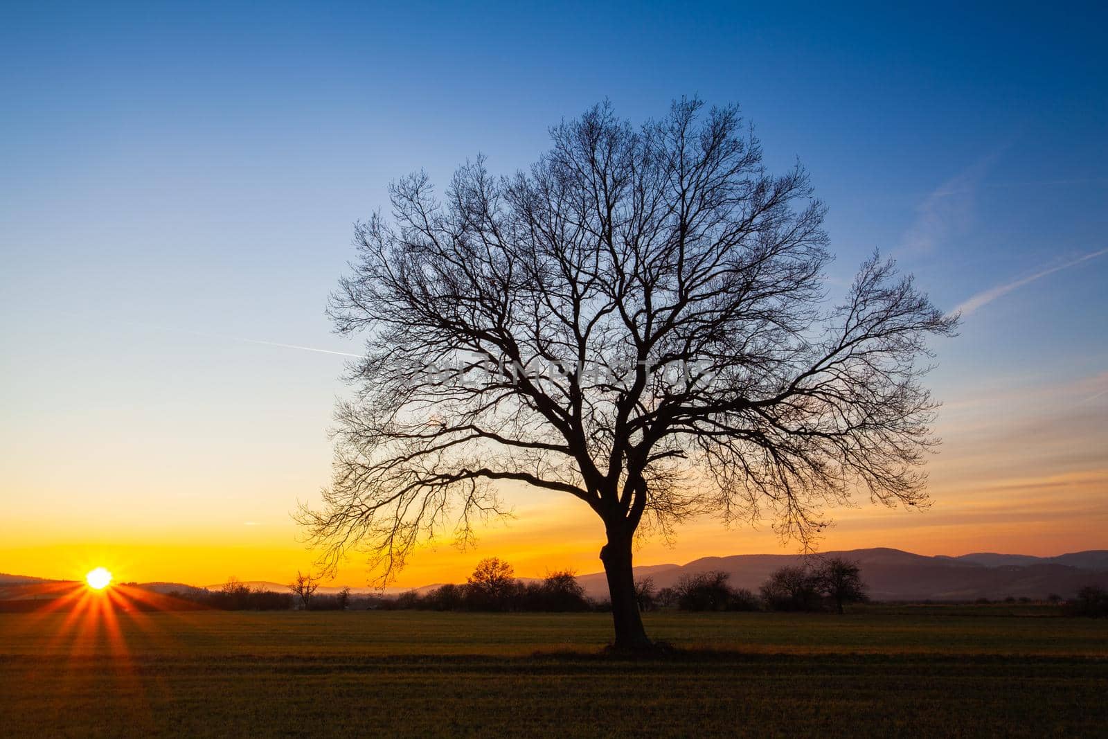 Lonely tree on the autumn field at sunset.  by CaptureLight
