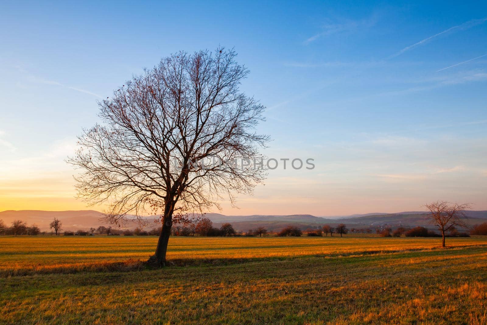 Lonely tree on the empty autumn field at sunset. Autumn landascape.