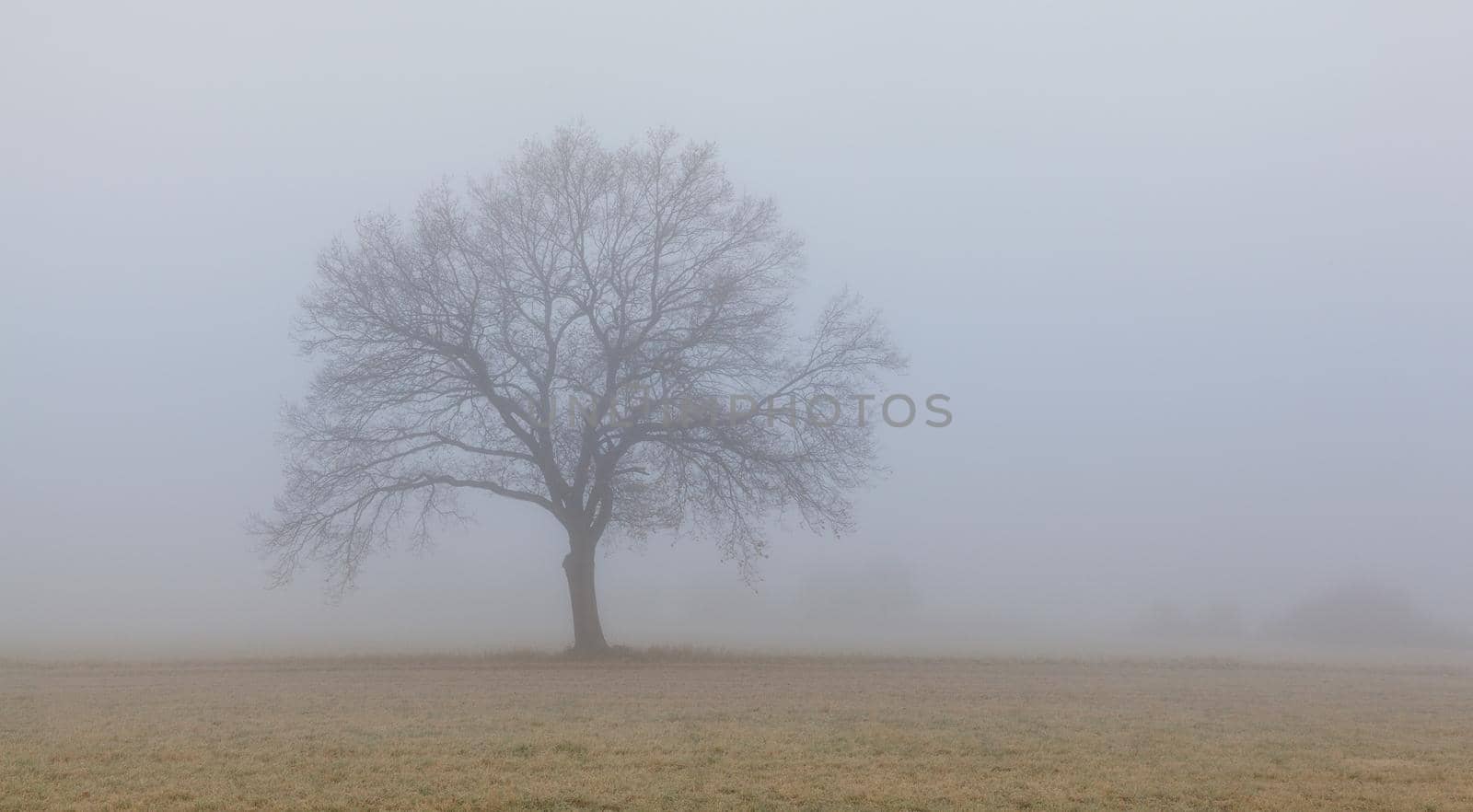 Lonely tree in the morning mist.  by CaptureLight