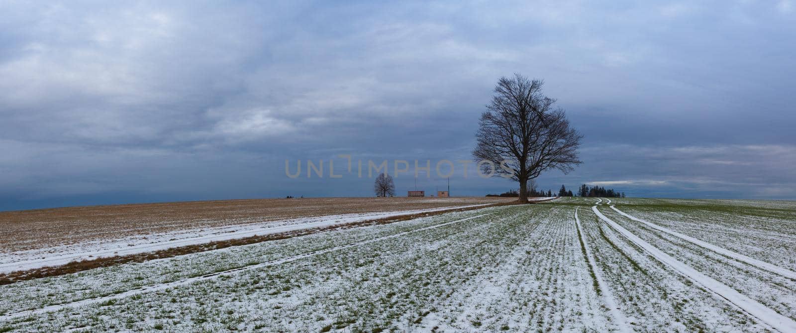 Lonely tree on the empty field in the winter evening.