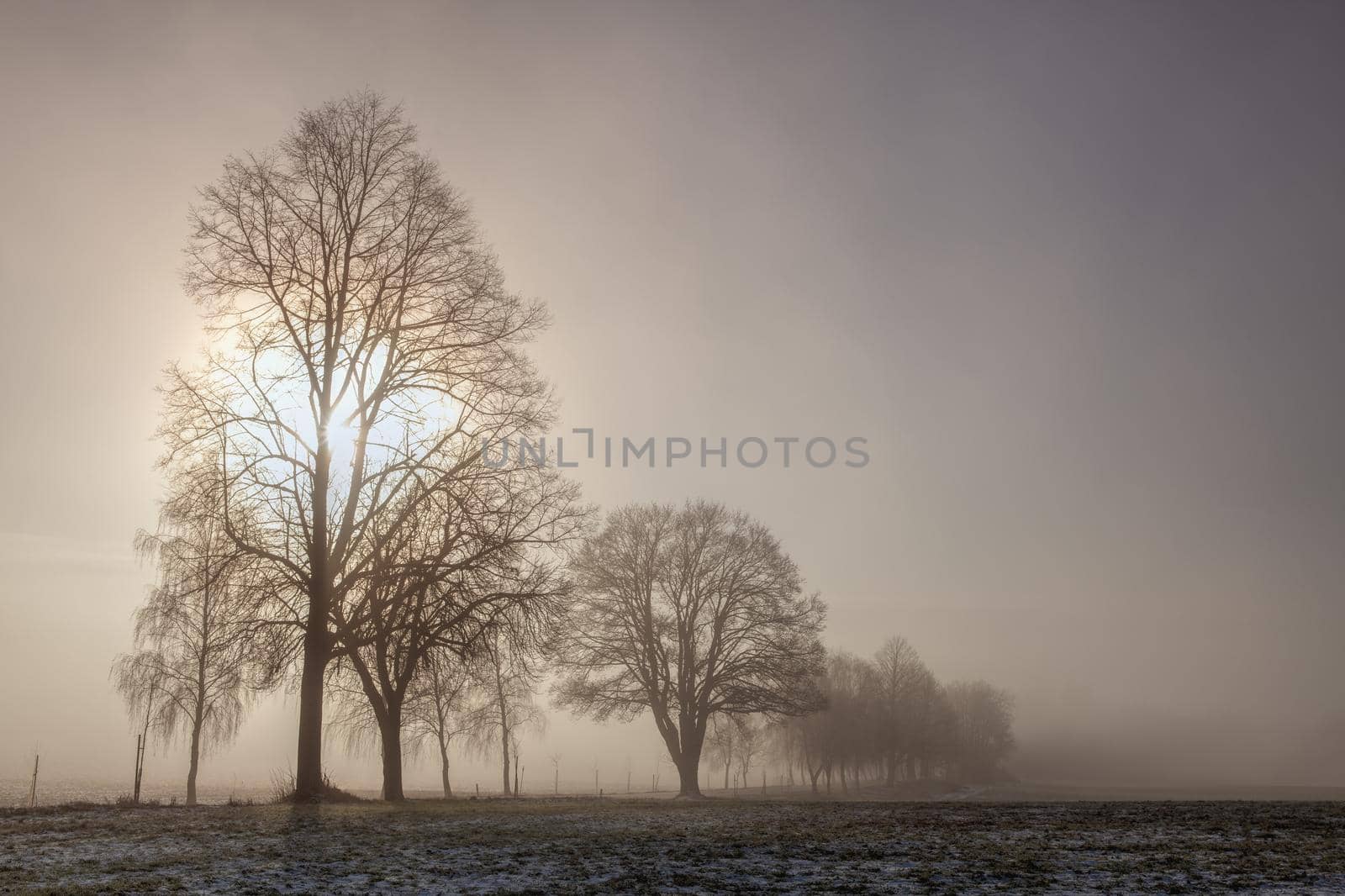 Winter  landscape in the dramatic morning mist.  by CaptureLight