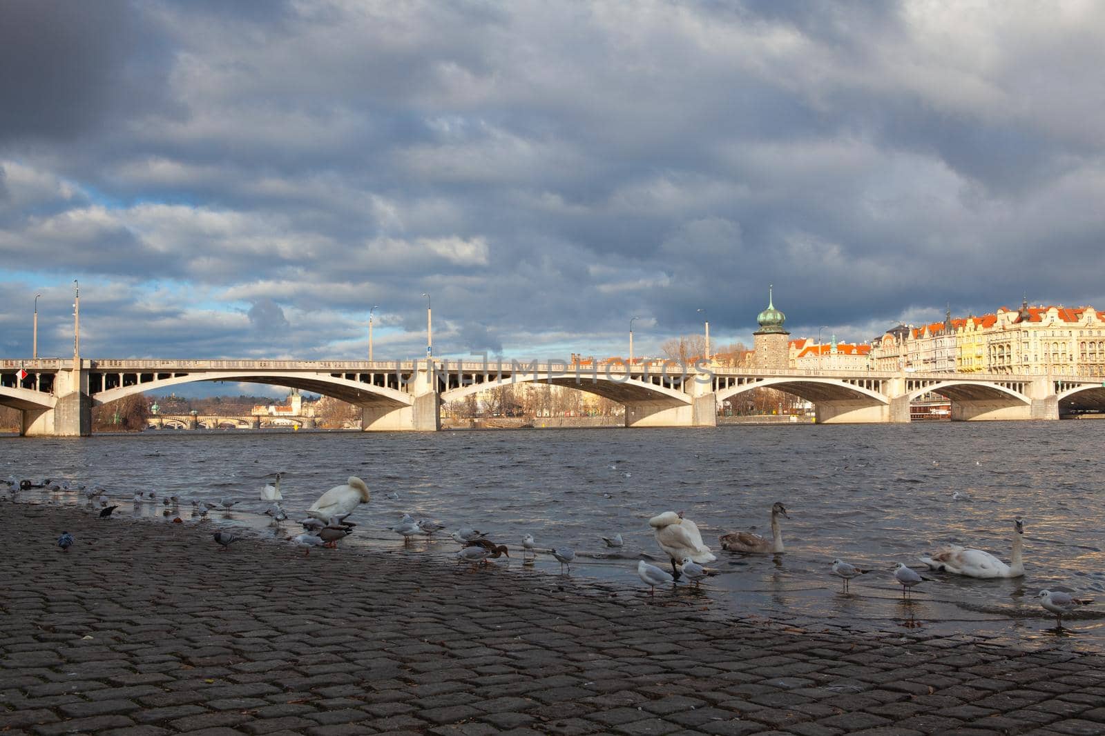 The swans and seagull on the riverbank in Smichov, Prague, Czech Republic. by CaptureLight