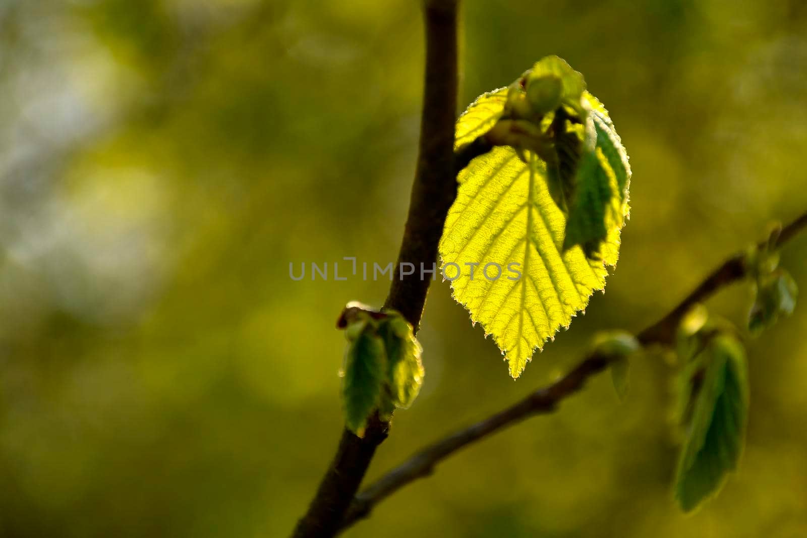 young green beech leaf in spring in backlit