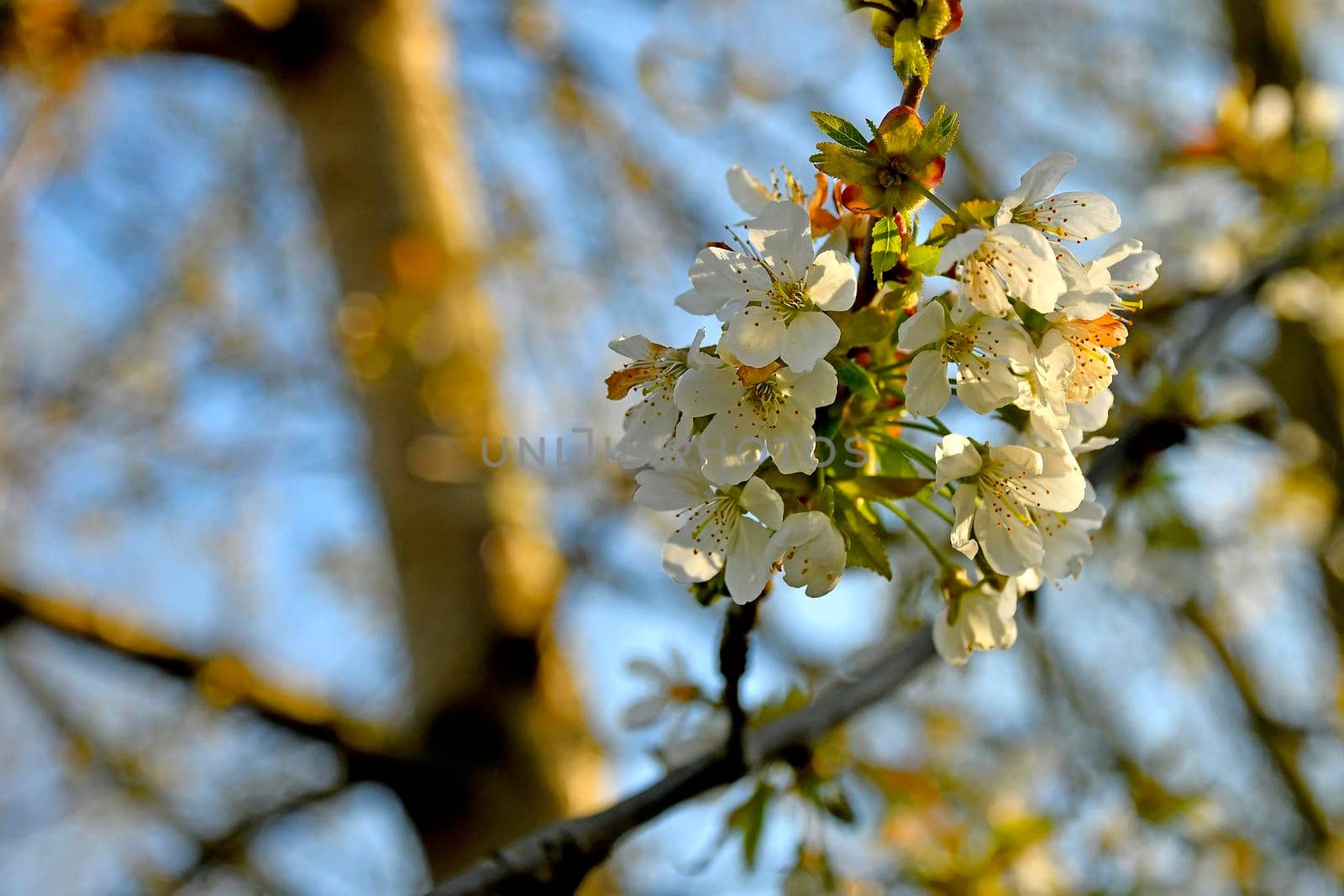 Wild cherry blossom in spring in backlit Germany by Jochen