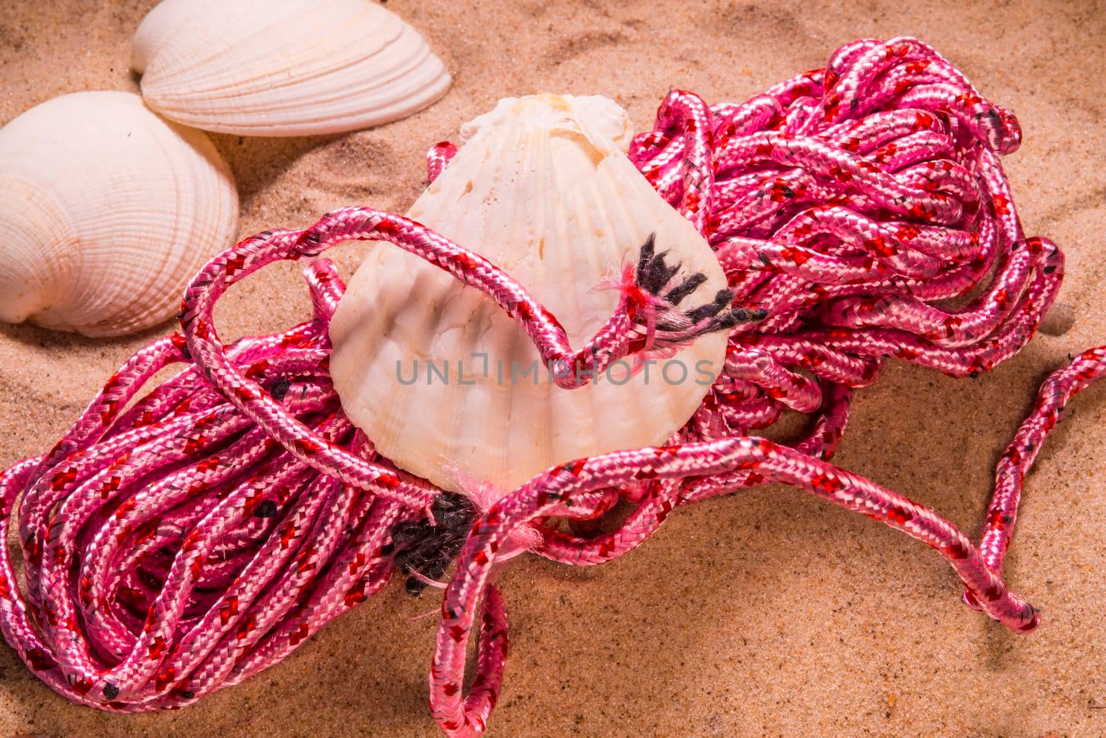 pink rope on a beach with mussels by Jochen