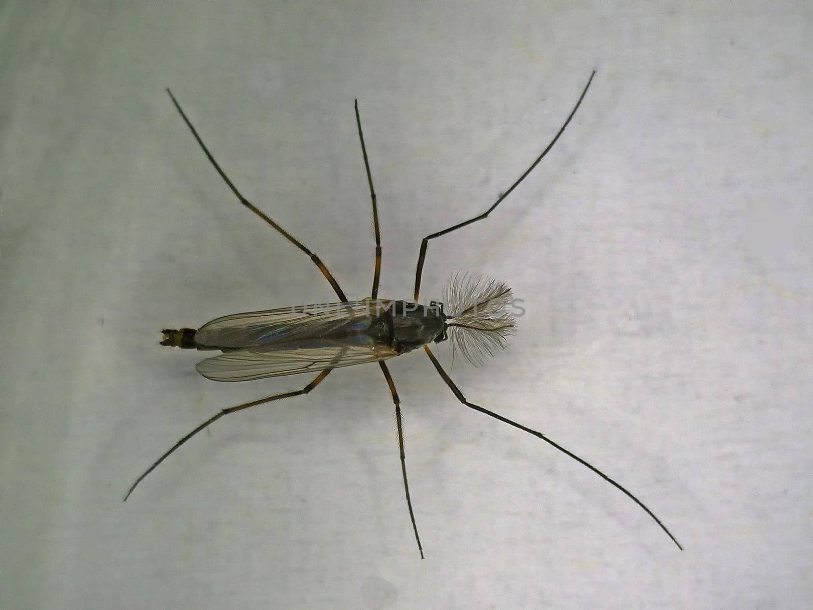 male buzzer midge in a macro