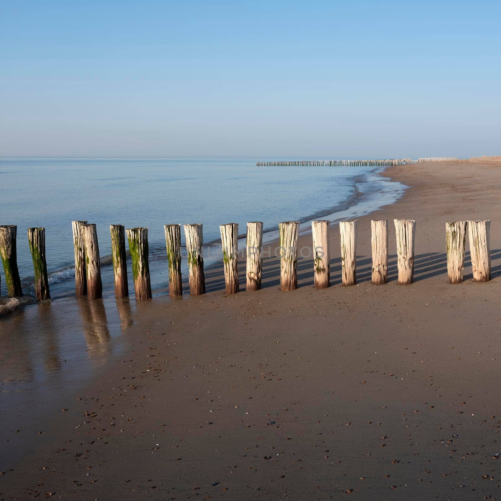 row of poles on beach of zeeland in the netherlands under blue sky in spring by ahavelaar