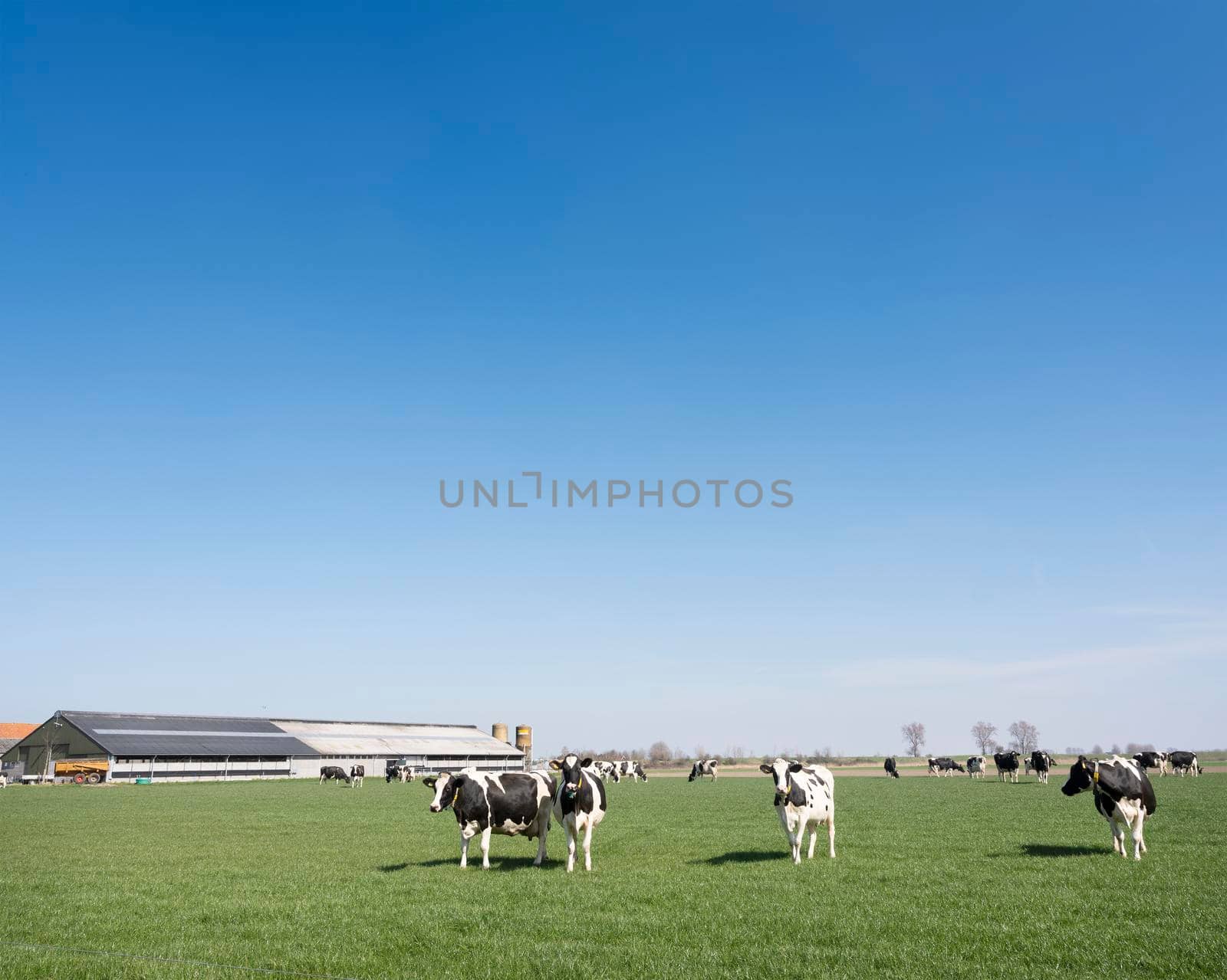 black and white spotted cows in green meadow near farm in dutch province of zeeland under blue sky in spring