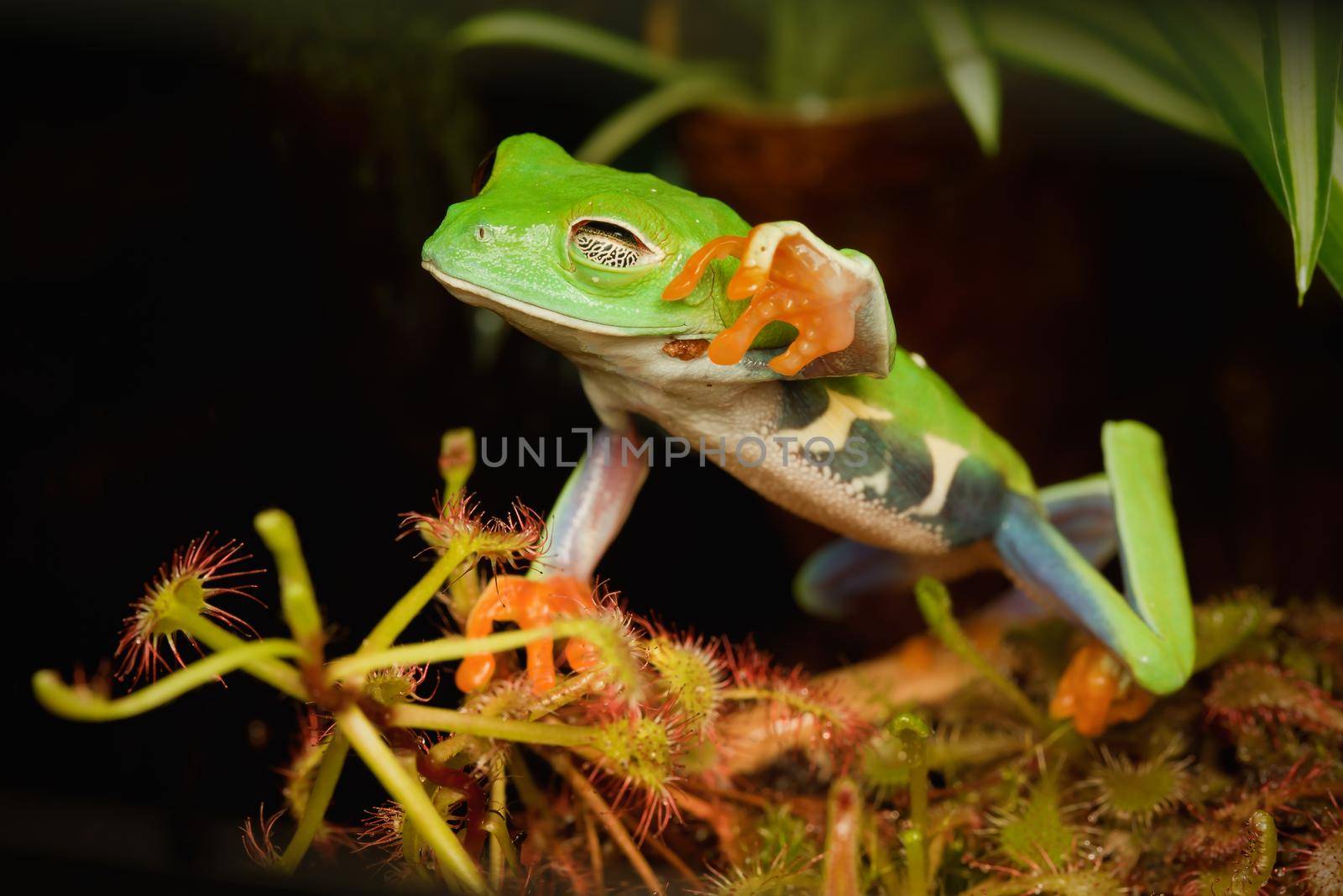 Red eye frog desire to touch the dangerous  carnivorous plant