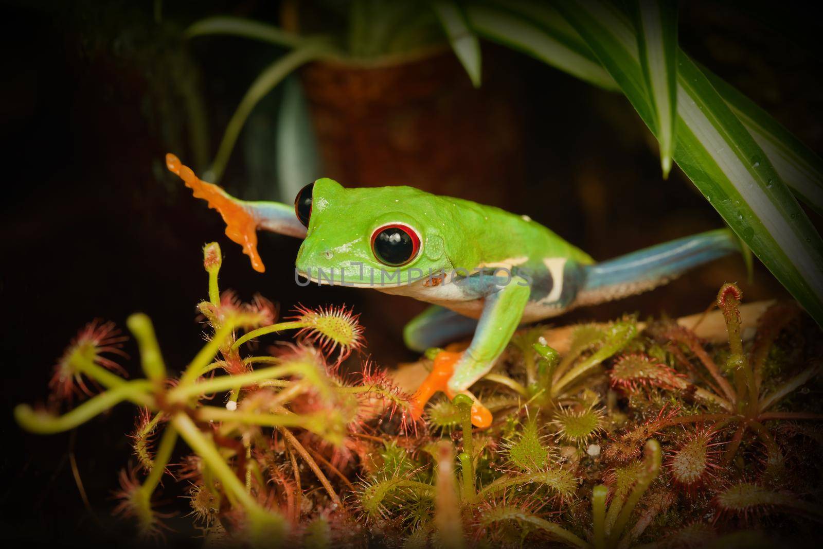 Red eye frog desire to touch the dangerous  carnivorous plant