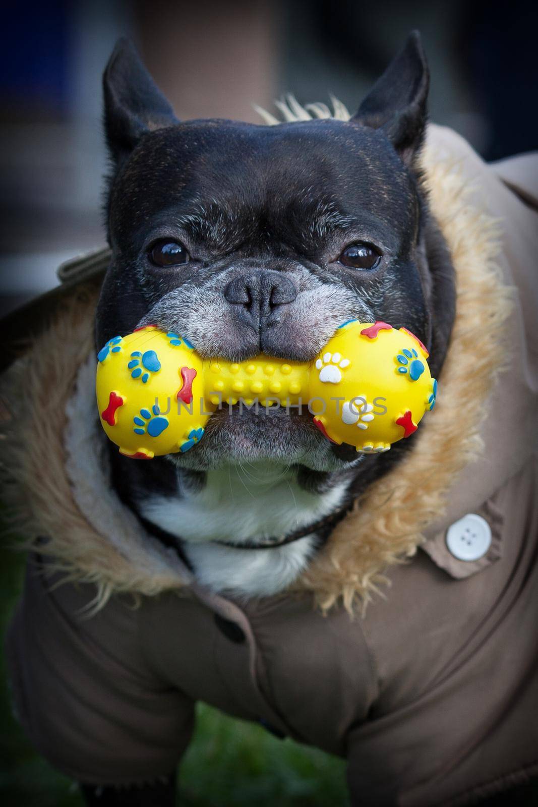 French Bulldog with nice brown jacket and yellow toy in her mouth