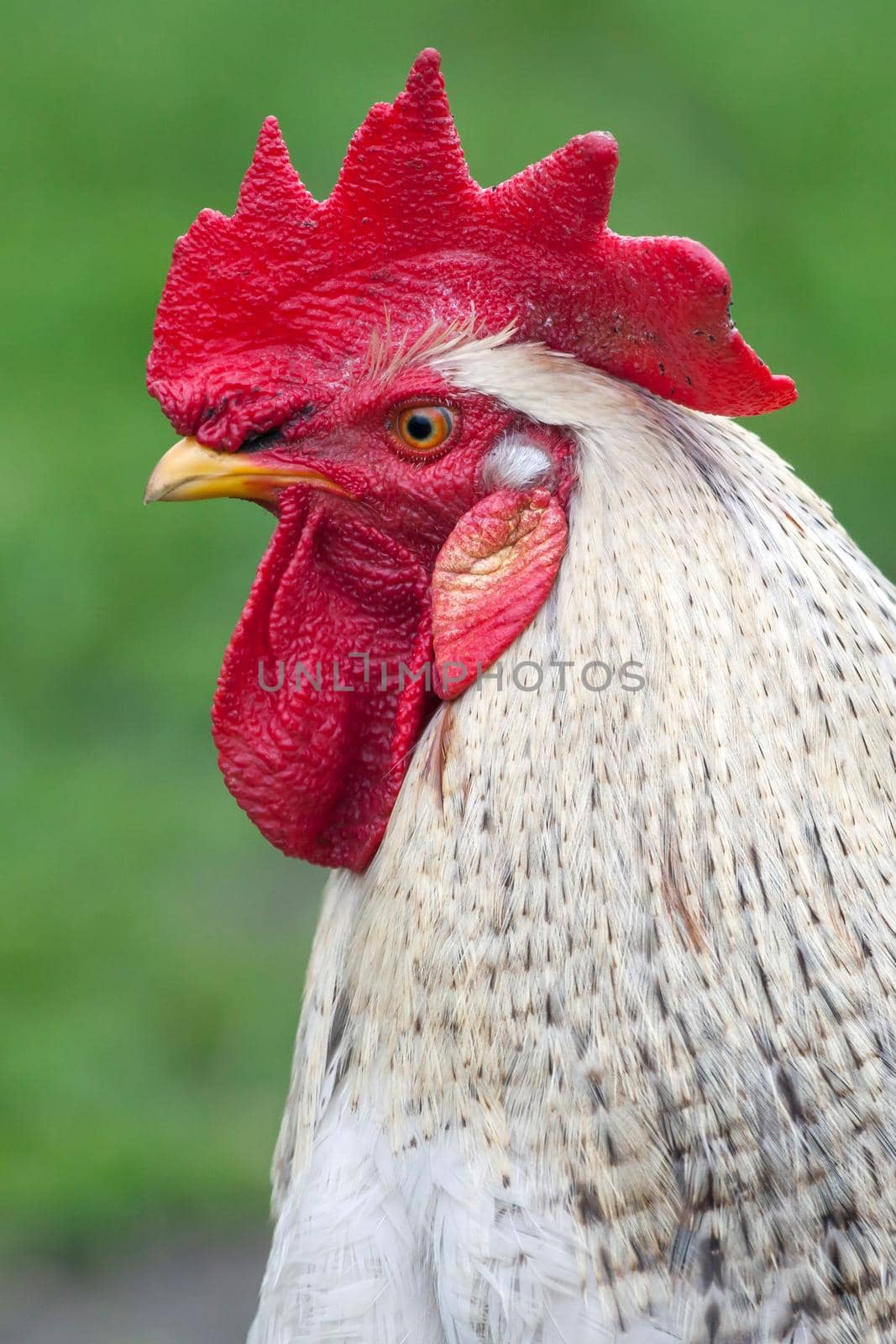 White rooster portrait (sideview) by Lincikas