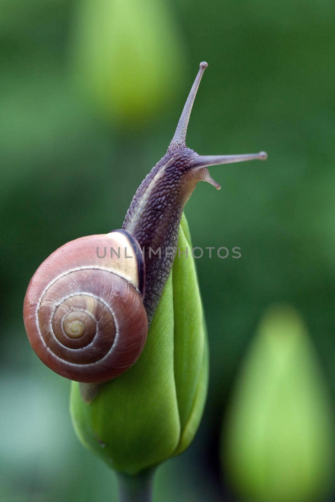 Nice brown snail climb up on green tulip