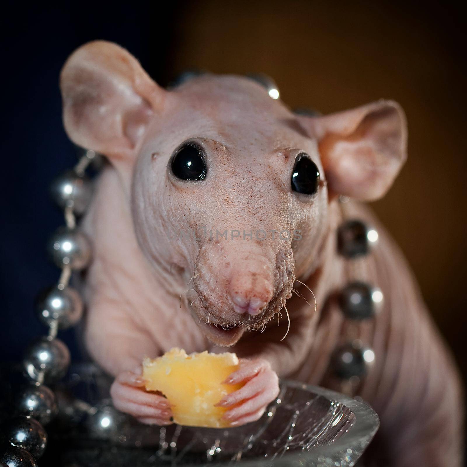 Georgous hairless rat with jewelry, is eating cheese and smiling