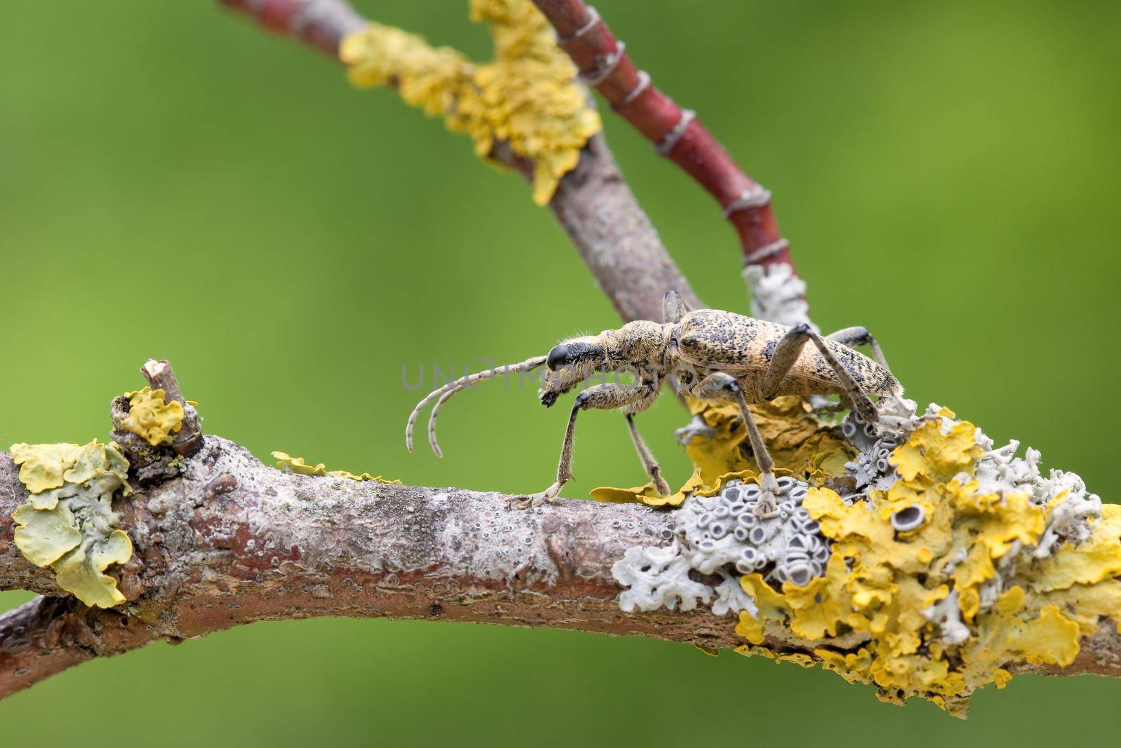 Hairy mordax bug with long moustache, tired and lazy sitting on a mossy stick