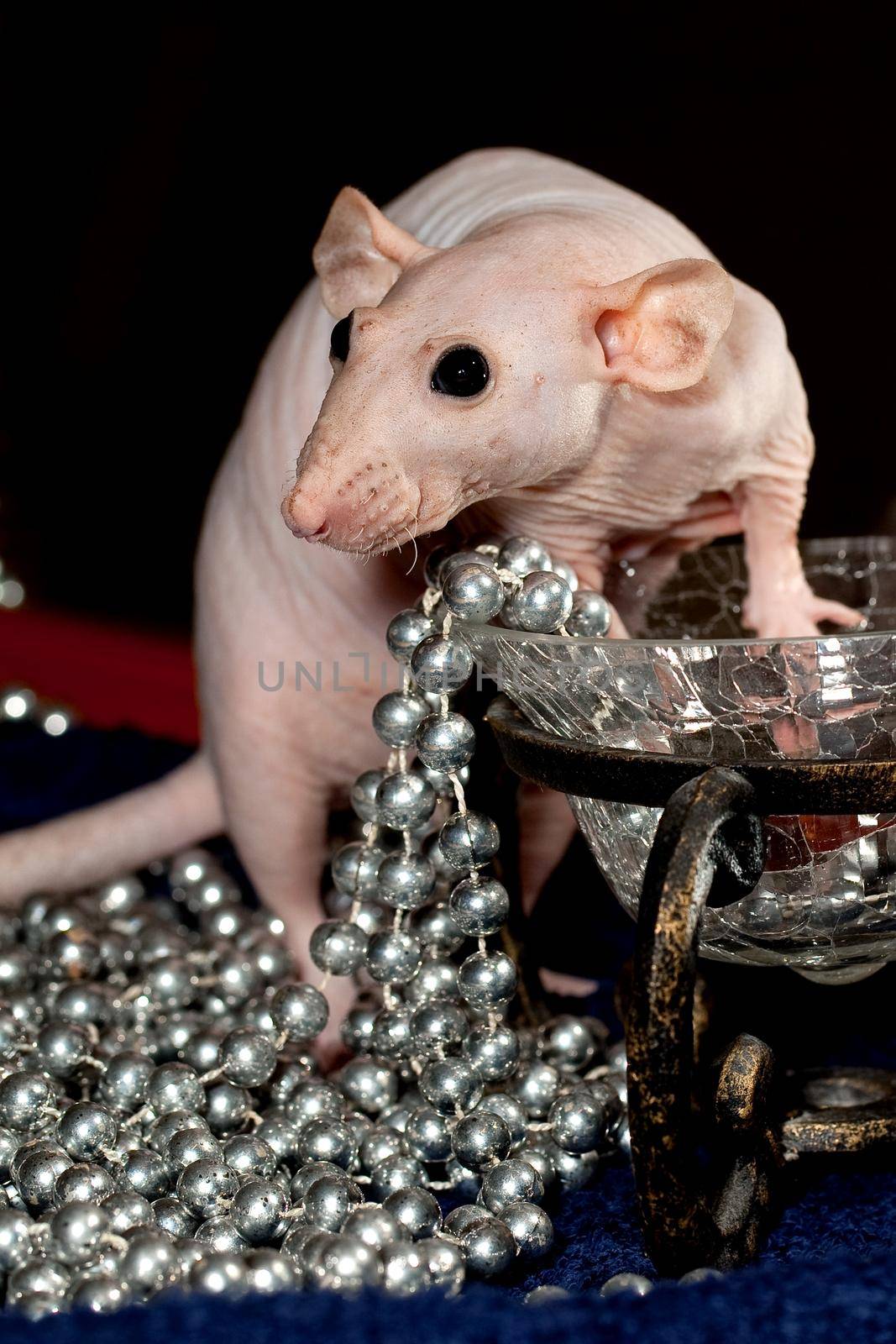 Rich hairless rat enjoying wealth. Her eyes are shining around a lot of silver beads and luxury vase.
