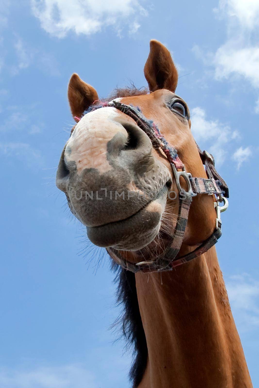 Wide angle horse snout portrait on a blue, cloudy sky background