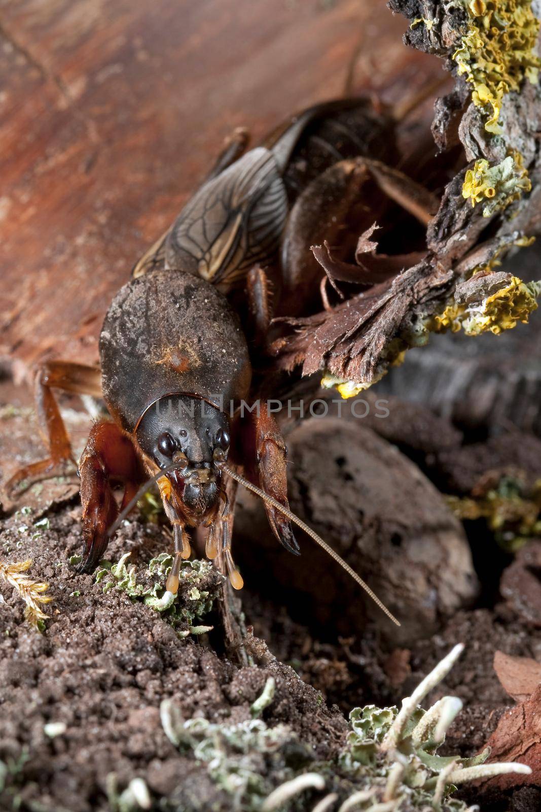 Mole Cricket on mossy peel is diging soil