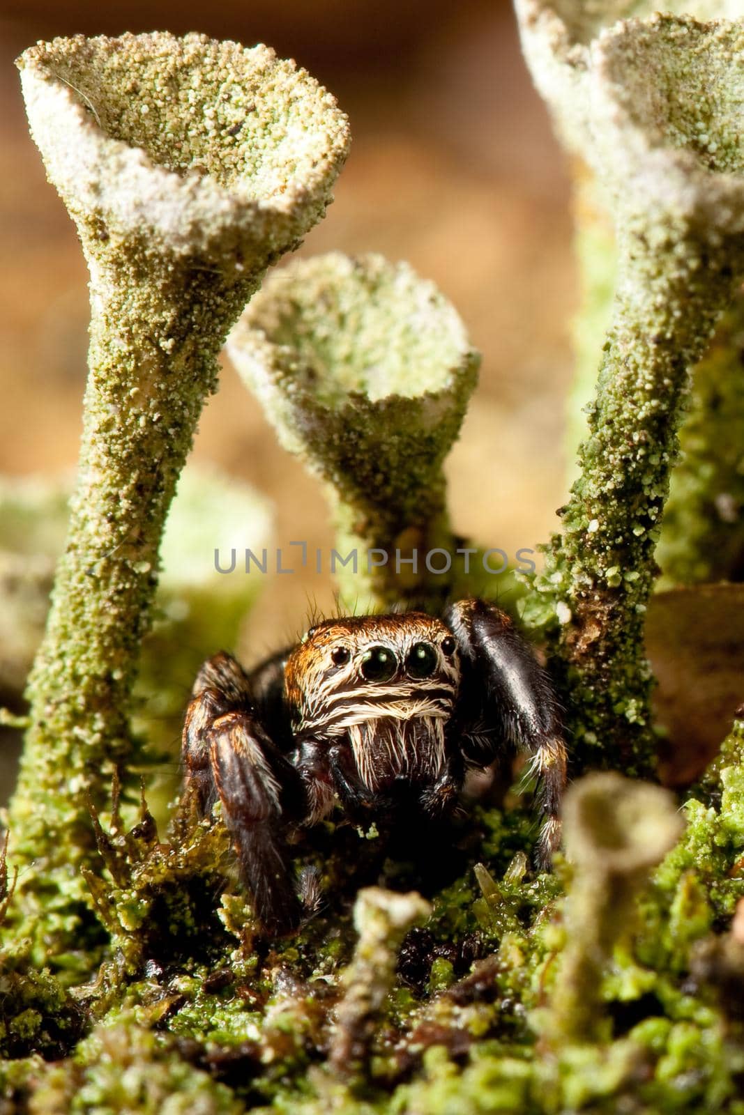 Jumping spider hiding in a green lichens