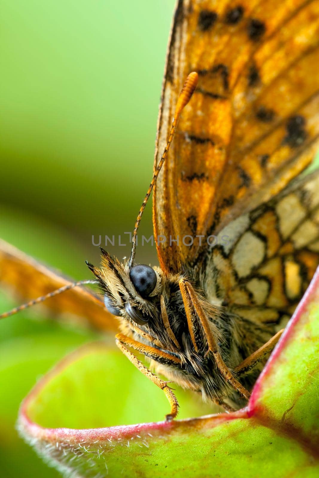 Hairy night butterfly portrait with orange colored wings on carnivorous plant gree leaf
